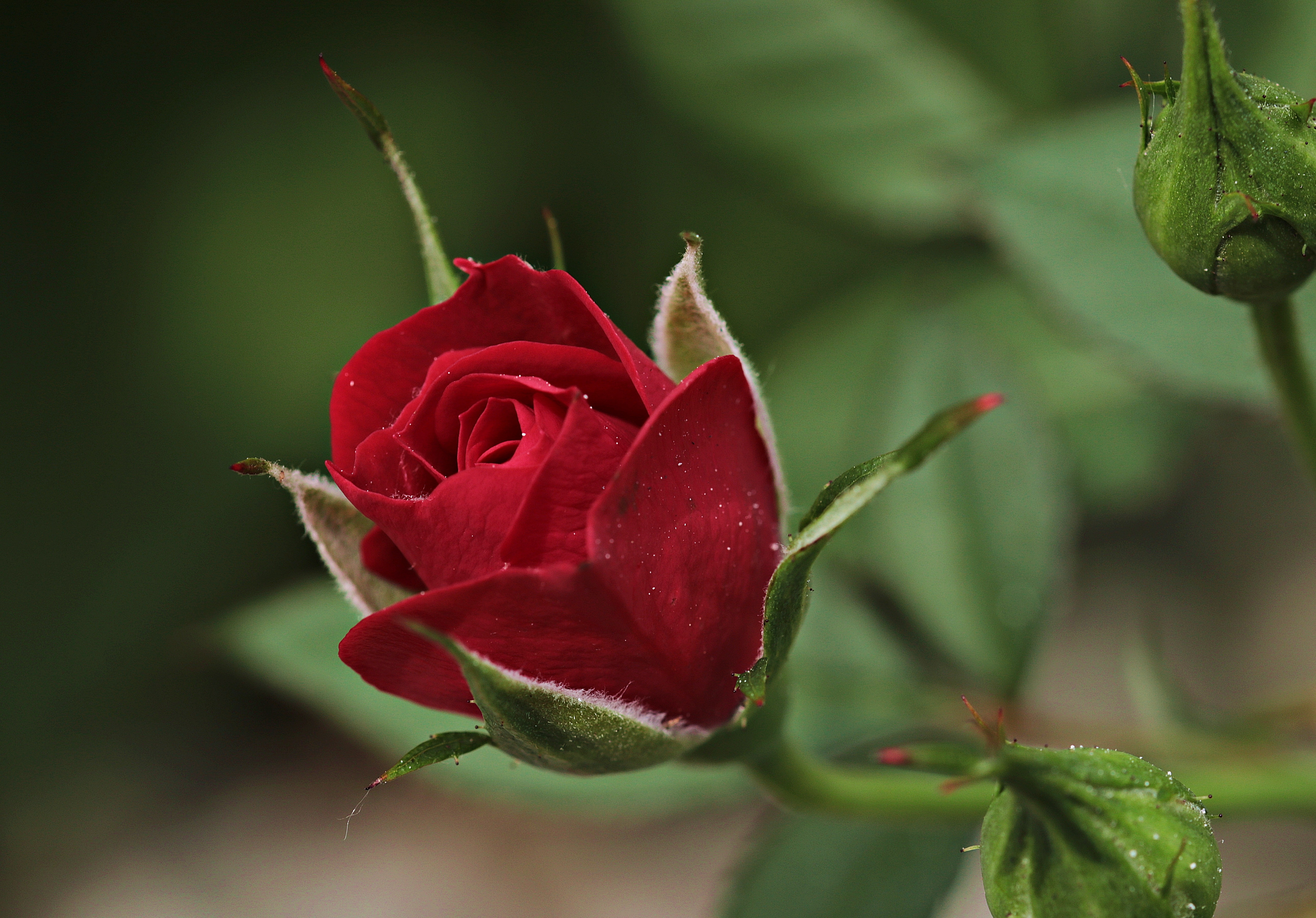 Розы и бутоны роз