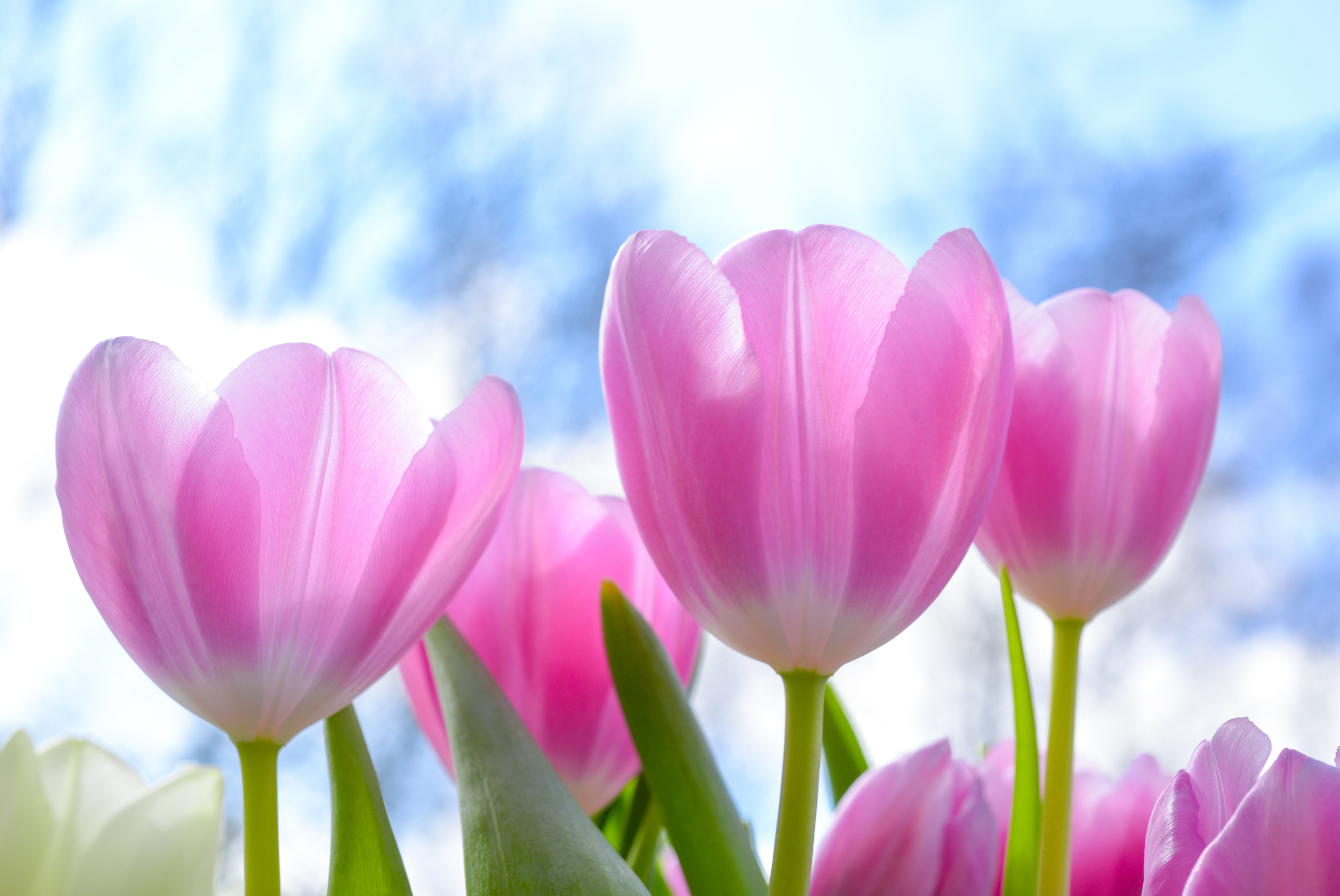 Весенние тюльпаны картинки красивые. Цветы тюльпаны. Красивые тюльпаны. Розовые тюльпаны. Весенние цветы тюльпаны.