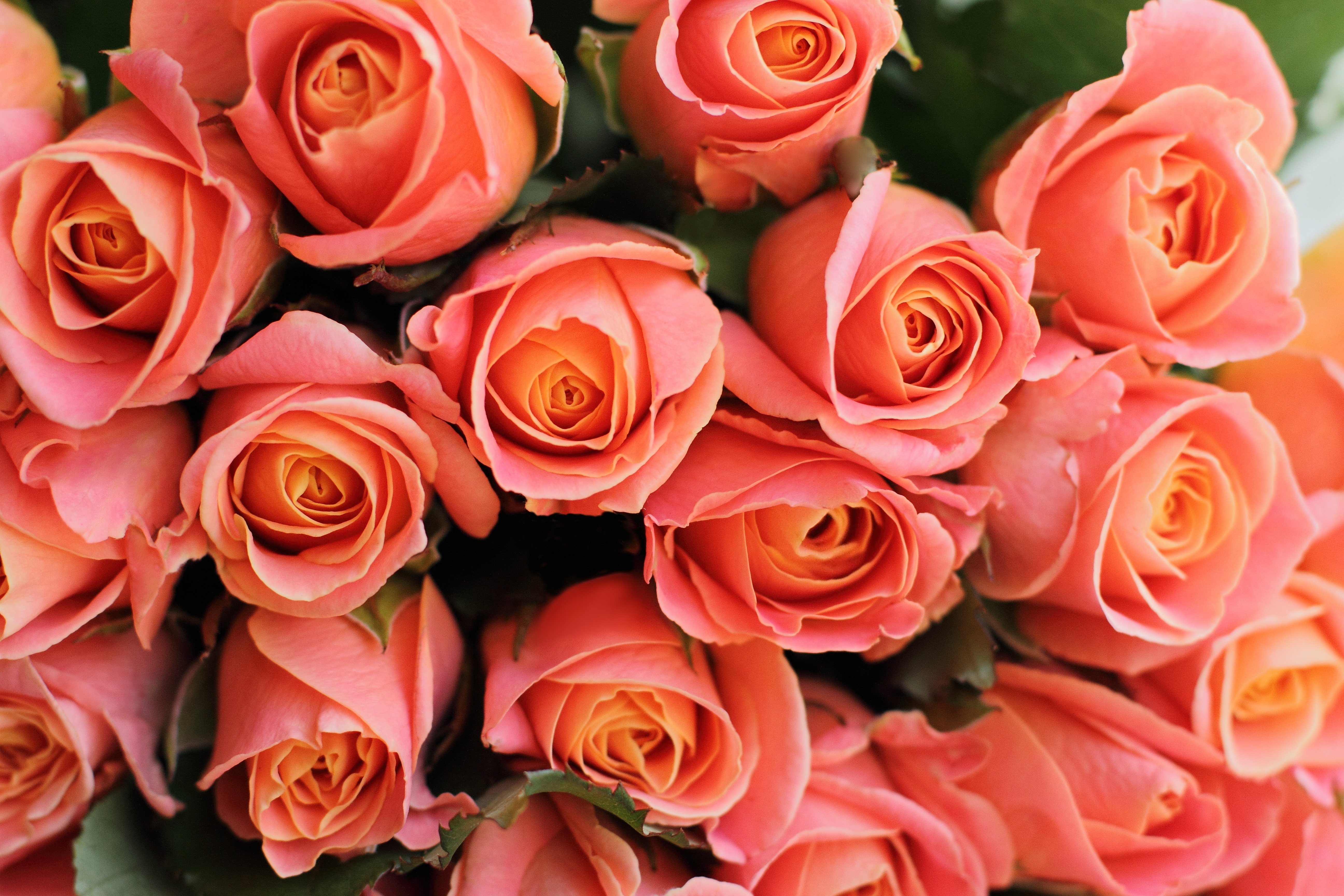 Цветы розы фото. Роза Лайт оранж. Роза Корал риф. Роза Сонора. Роза Лихтблик.