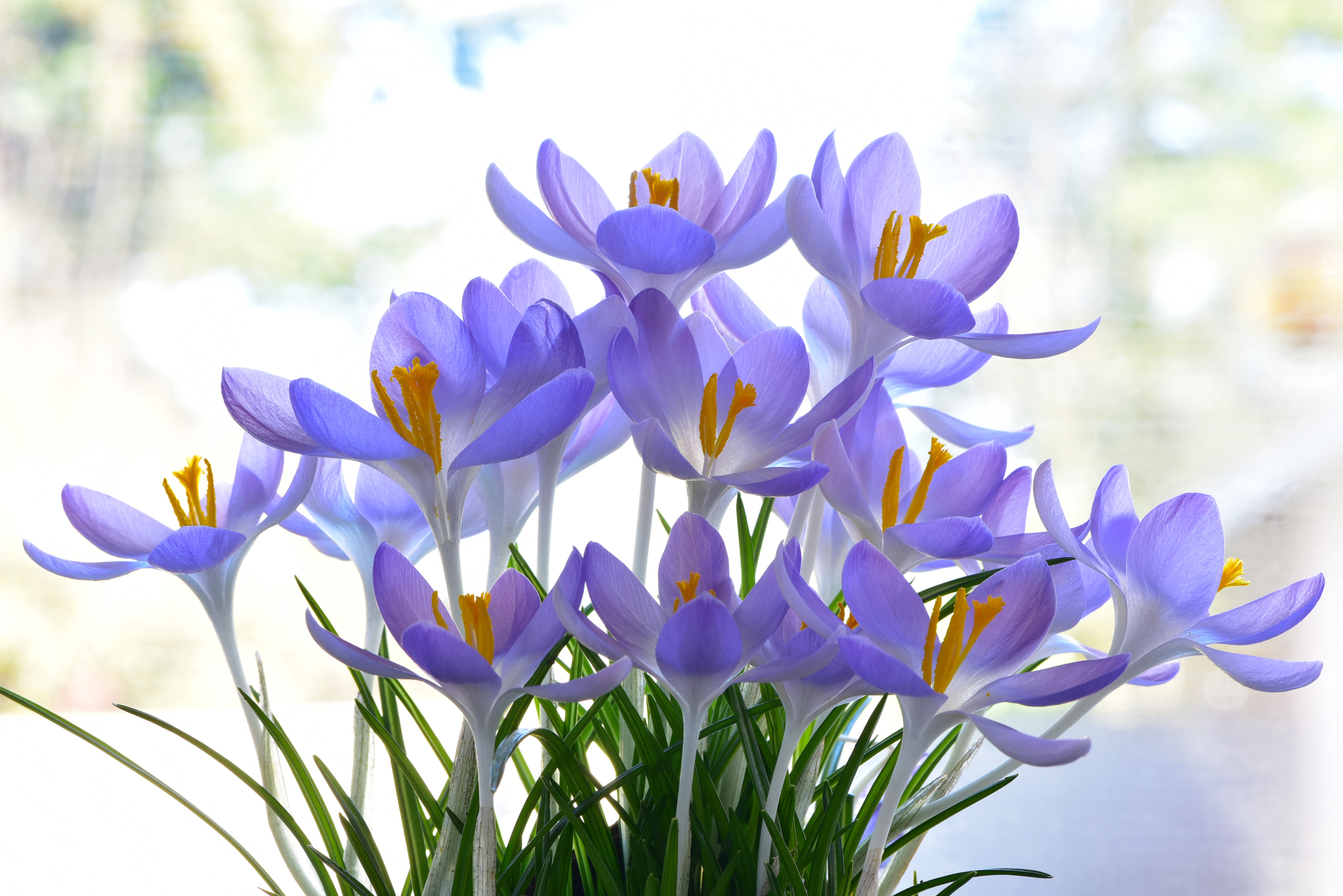 Мартовские цветы красивые. Крокус Шафран весенний. Первоцветы (подснежники, крокусы, гиацинты).. Крокус весенний желтый. Крокус Шафран синий.