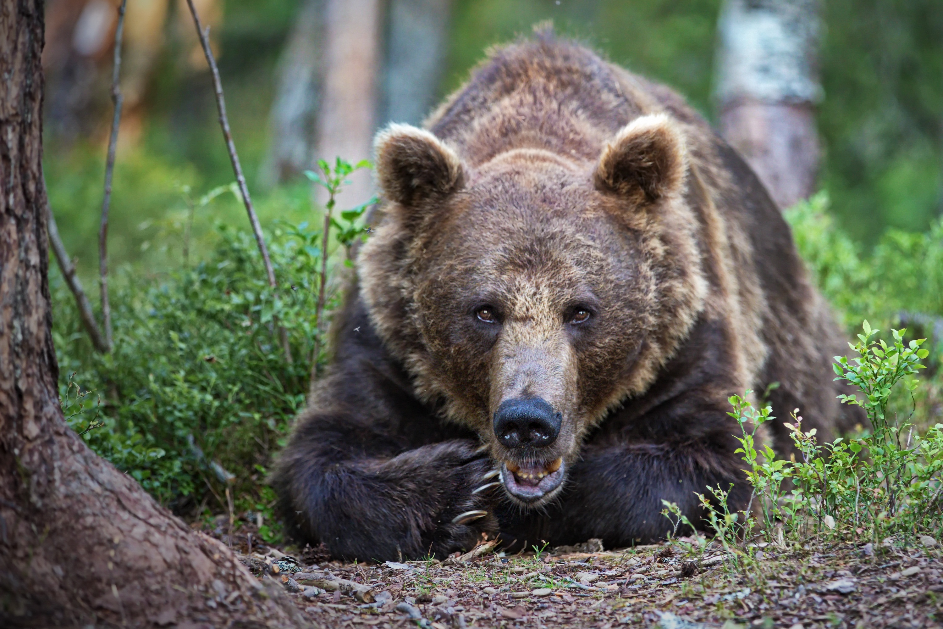 Какие медведи хищники. Бурый медведь. Евразийский бурый медведь. Уссурийский бурый медведь. Животные Вологодской области бурый медведь.