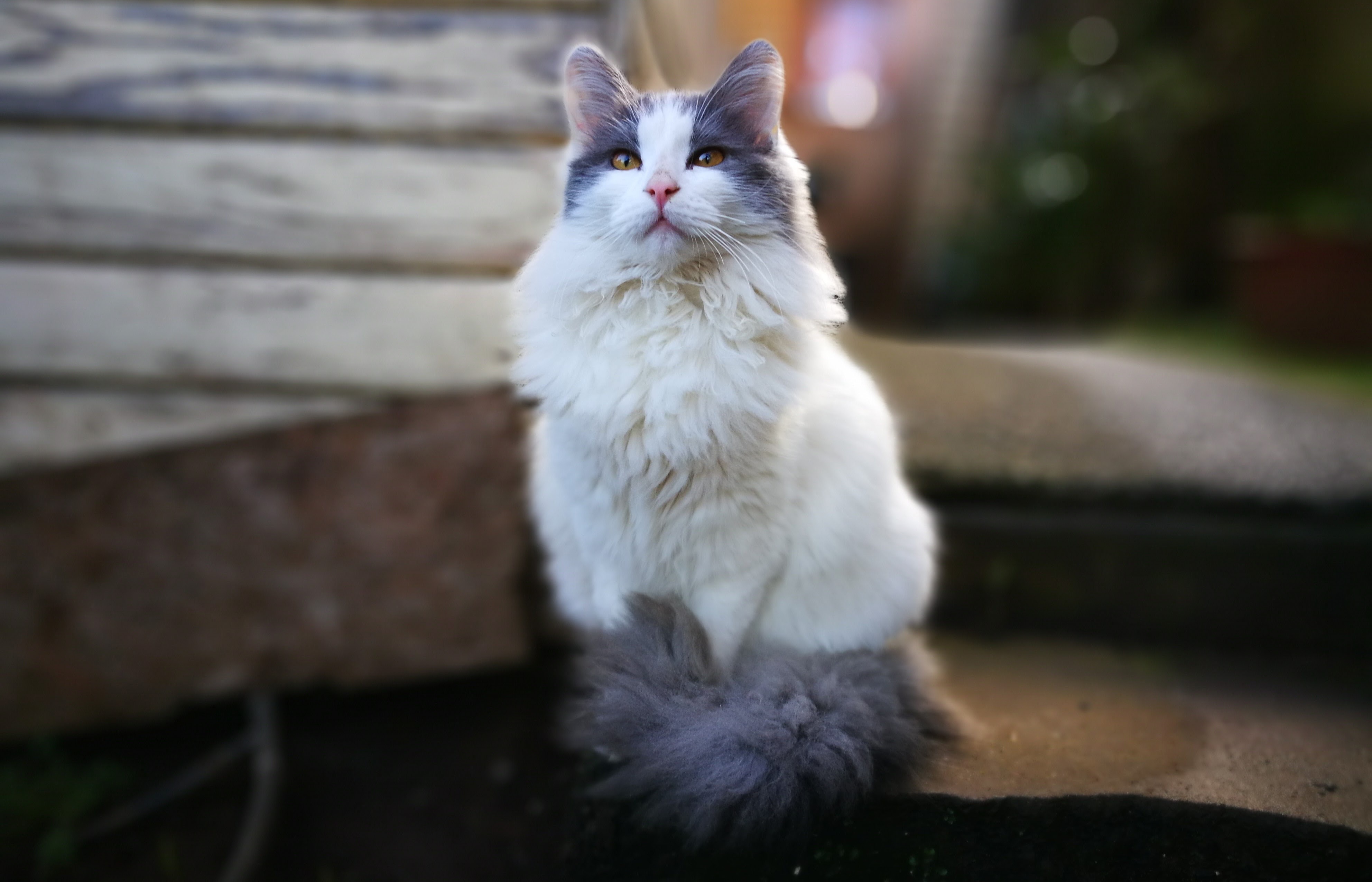 Серо белая кошка