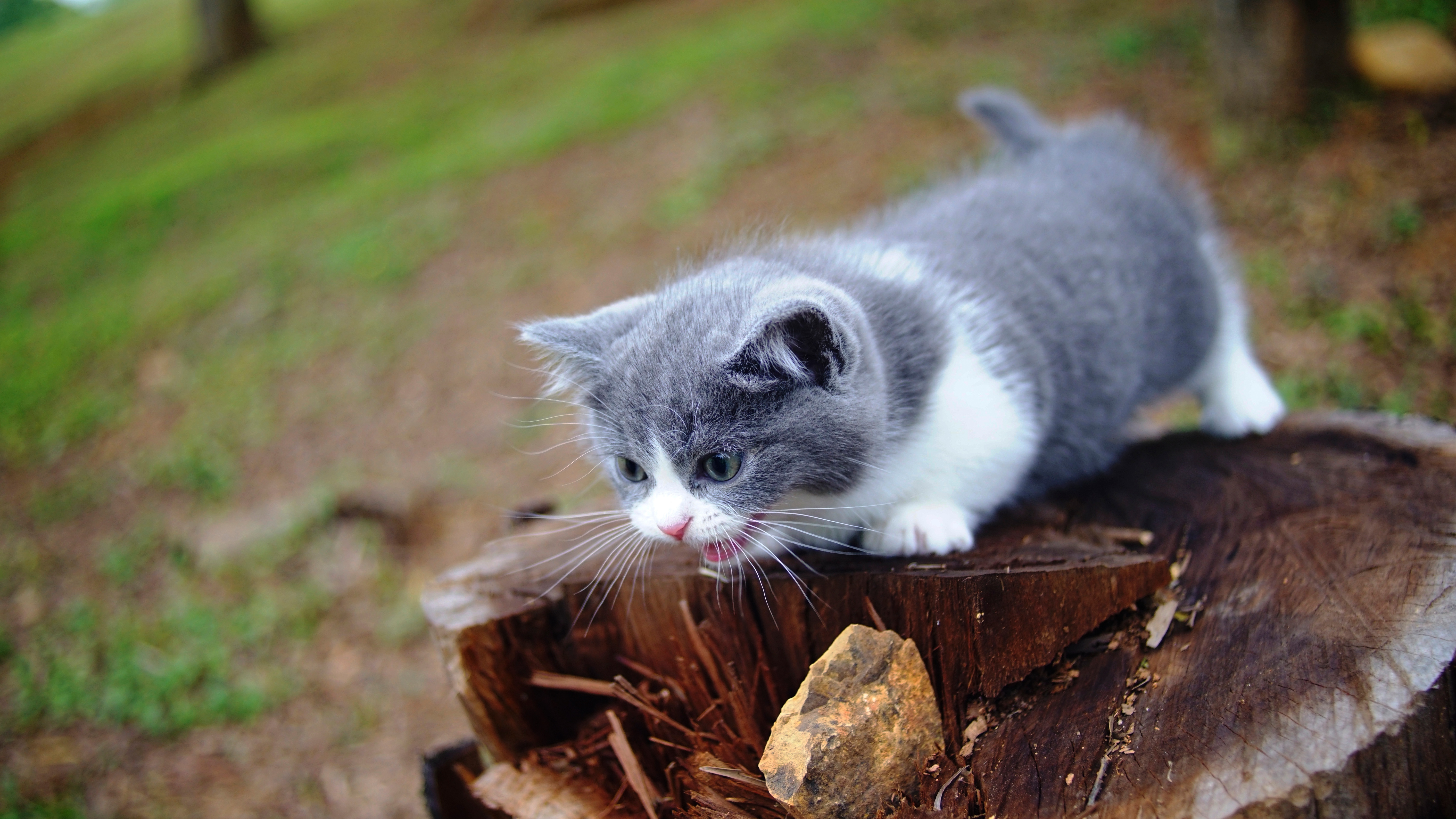 Котята с белыми лапками. Манчкин кот серый. Манчкин серый котенок. Манчкин кот серо белый. Манчкин кошка серая.