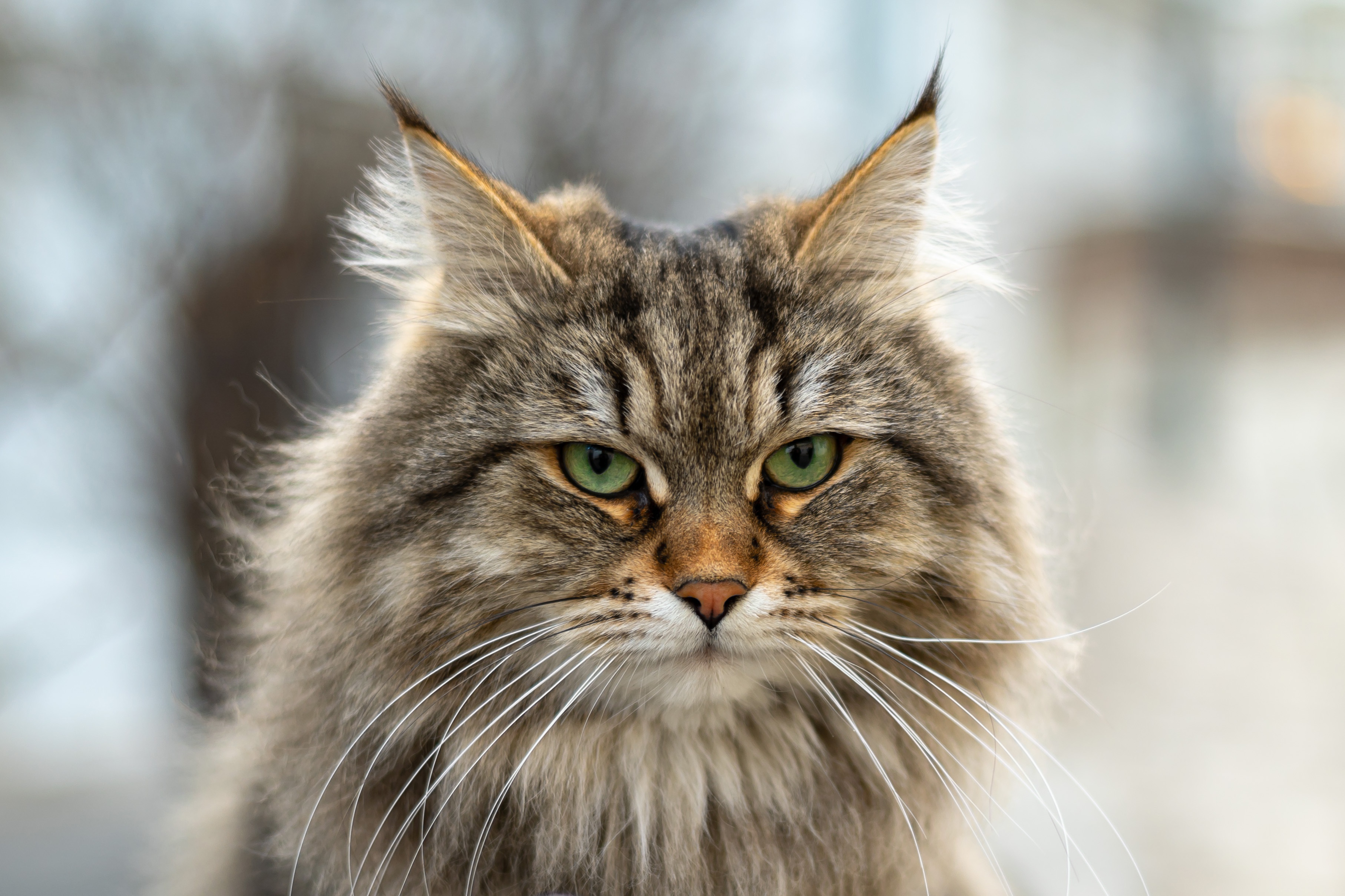 Сибирский кот фото. Сибирская кошка. Пушистые кошки Сибирские. Сибирский кот серый. Вибриссы у кошек сибирских.