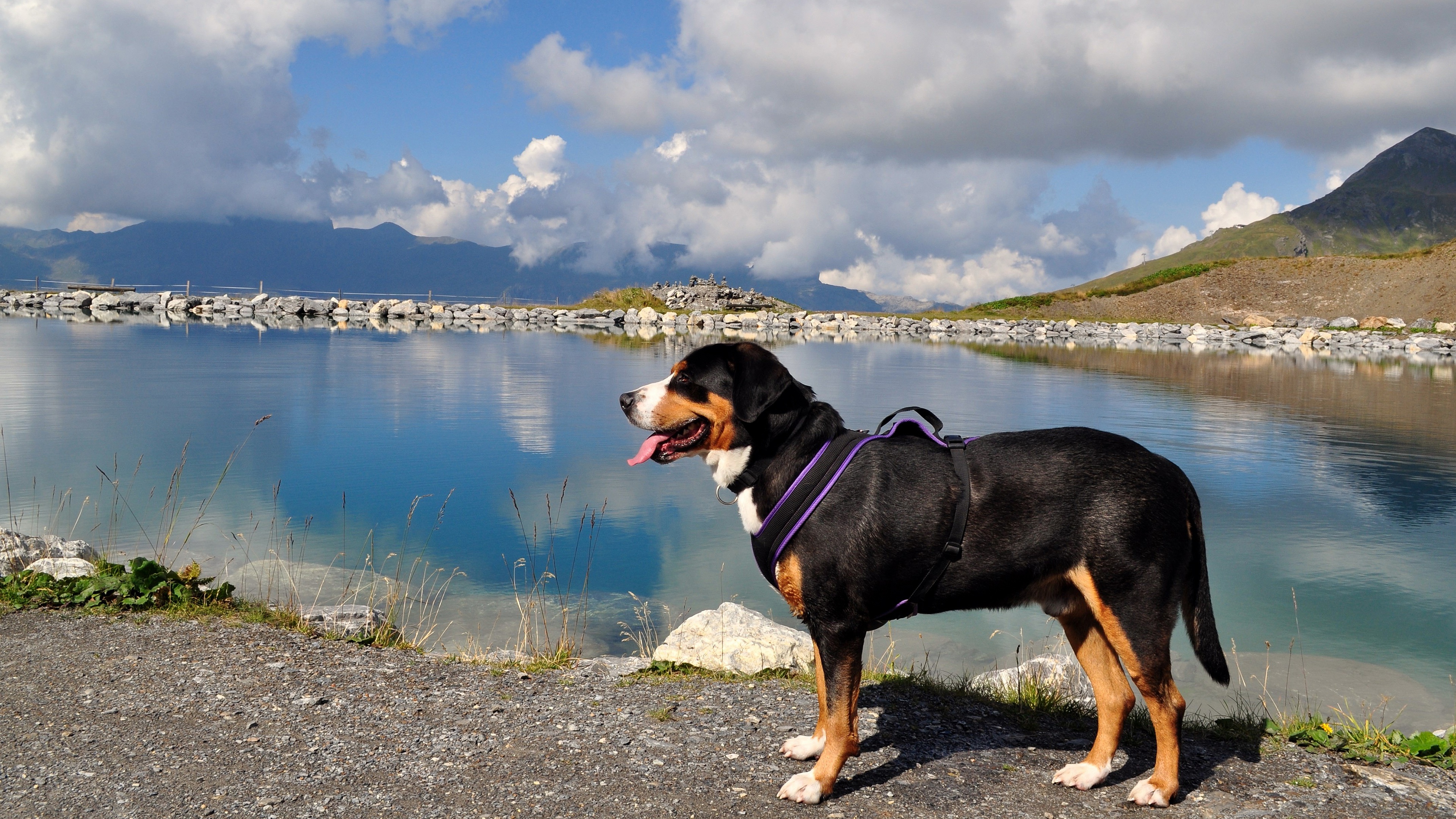 Mountain dog 1. Швейцарский Бернский зенненхунд. Швейцарский Энтлебухер зенненхунд. Большой швейцарский зенненхунд. Зенненхунд Гросс Энтлебухер.