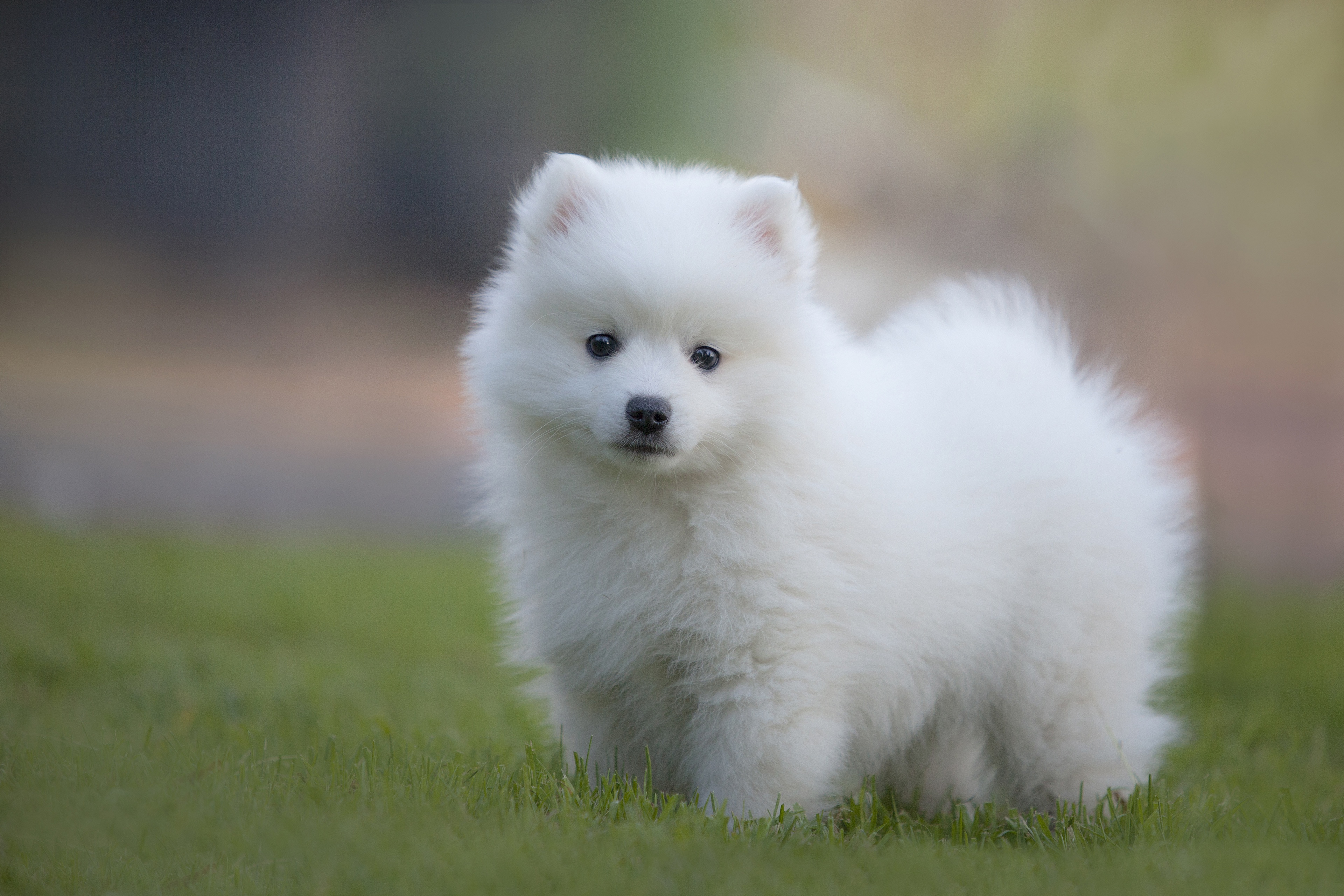 порода собак белого цвета фото