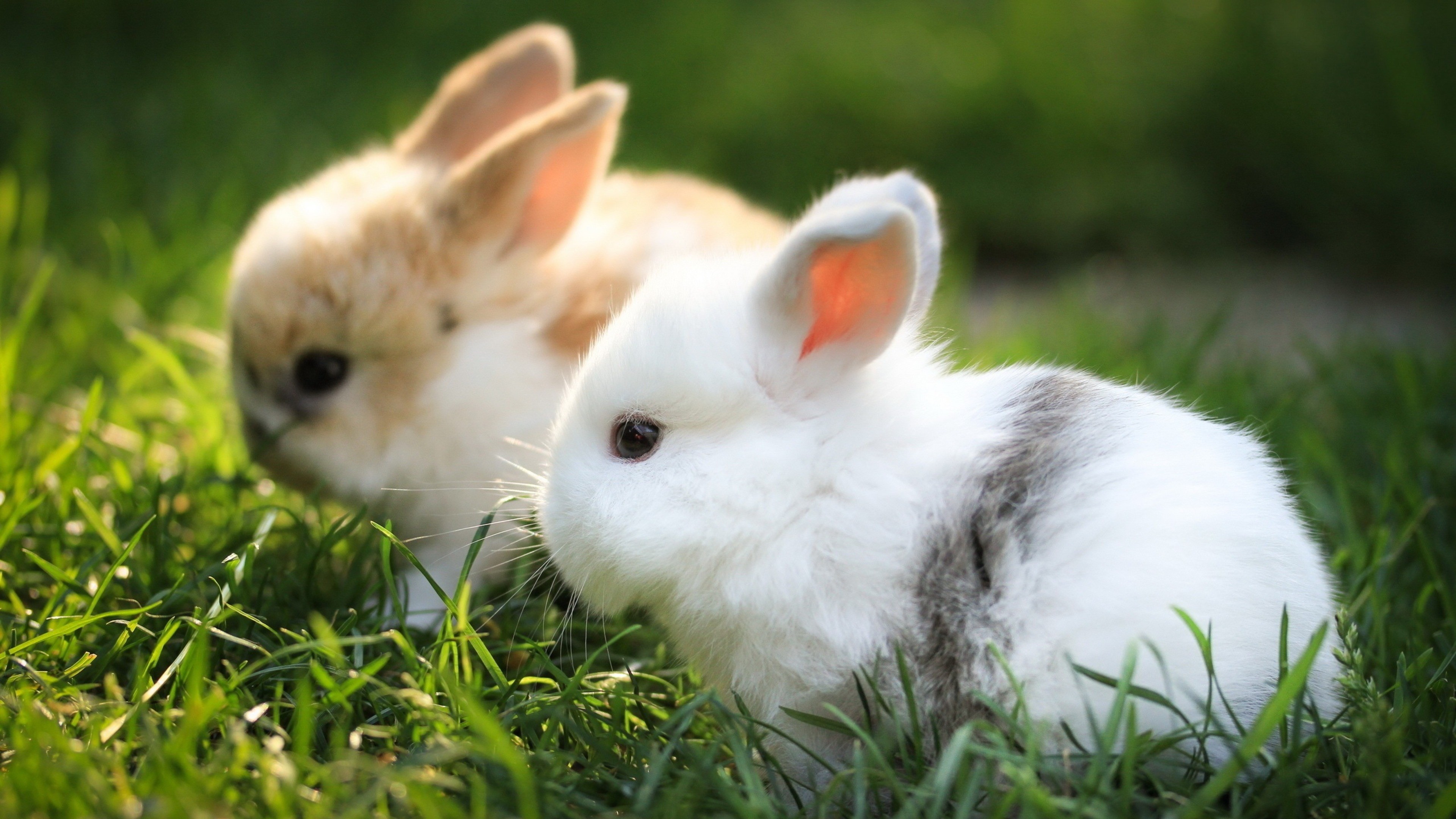 Большие и маленькие кролики. Красивый кролик. Красивые зверюшки. Очень красивый кролик. Милые зайчики.