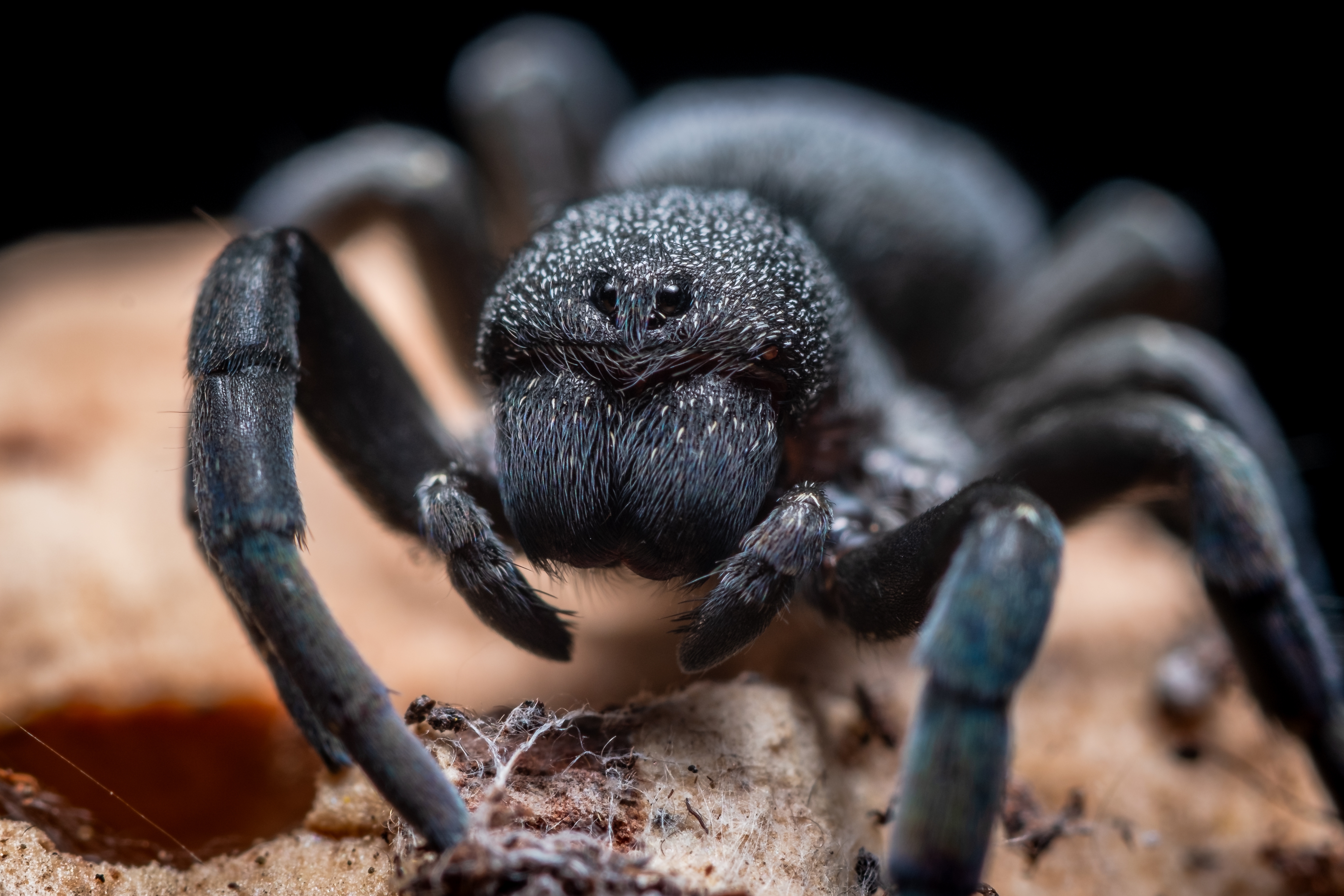 К чему снится паук большой черный женщине. Grammostola pulchra. Паук Тарантул черный. Пульхра паук. Паук птицеед черный.