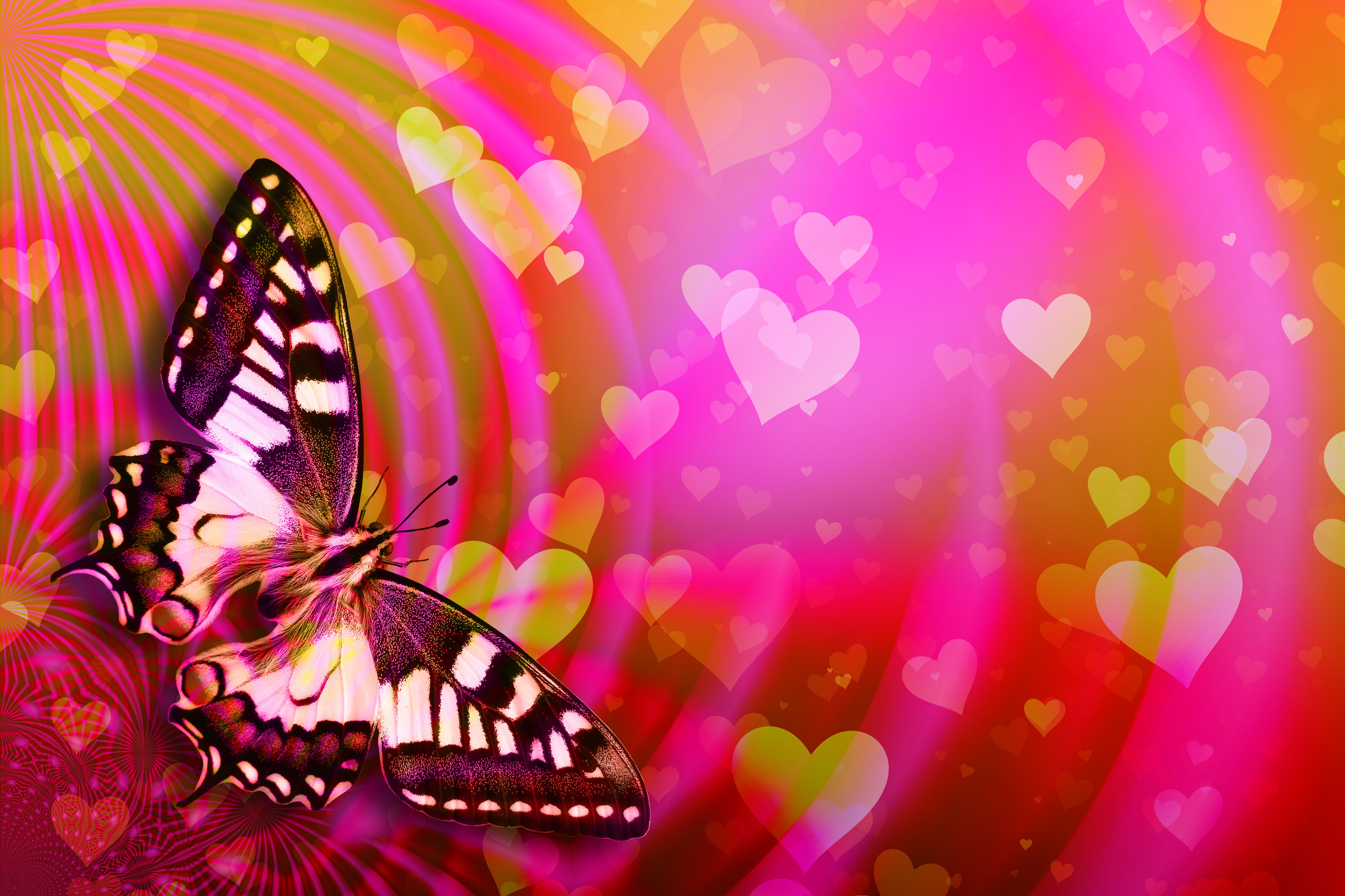 Бабочки розовые фон. Бабочки. Фон бабочки. Красивые бабочки. Бабочки картинки.