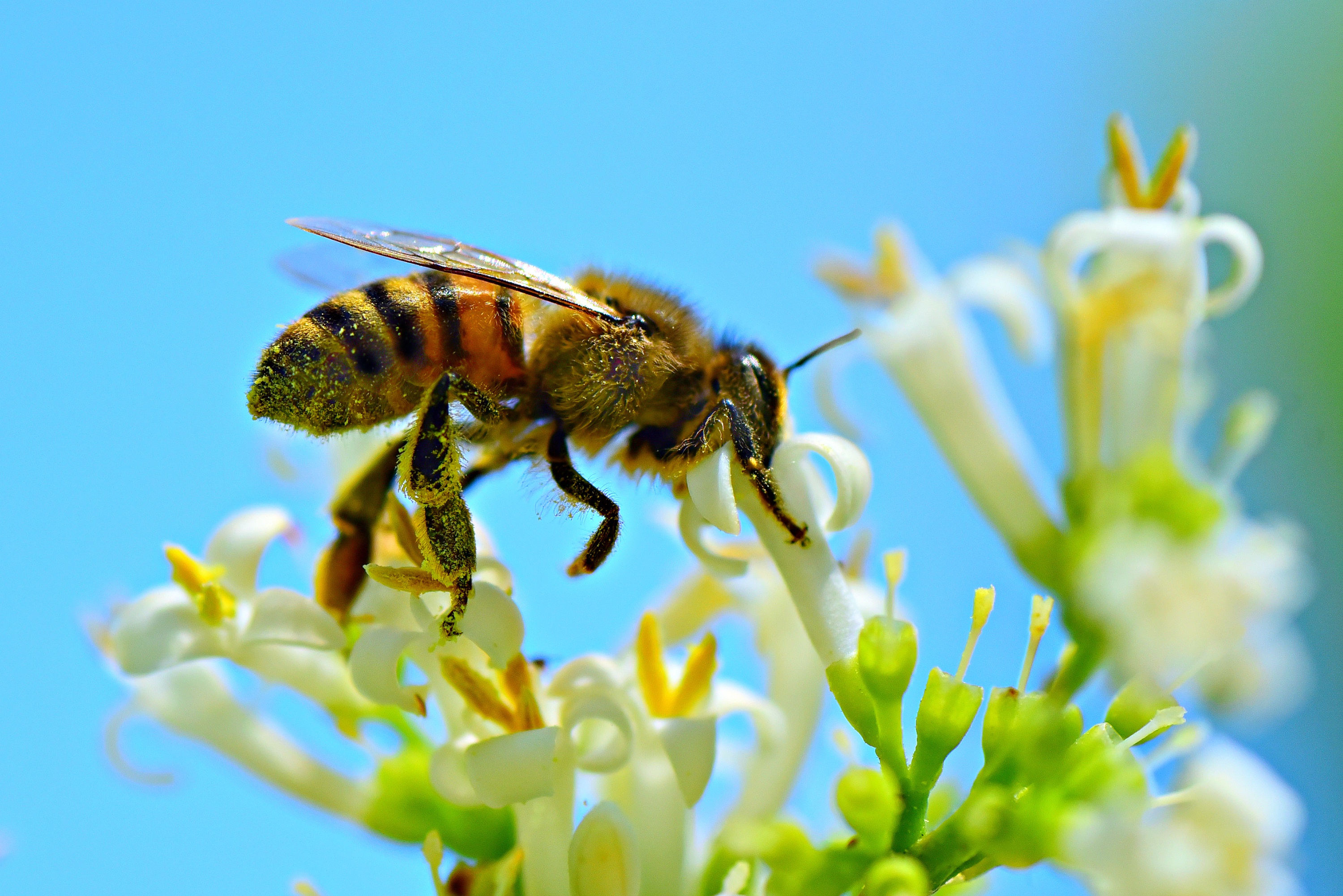 Фото пчелы на цветке крупным