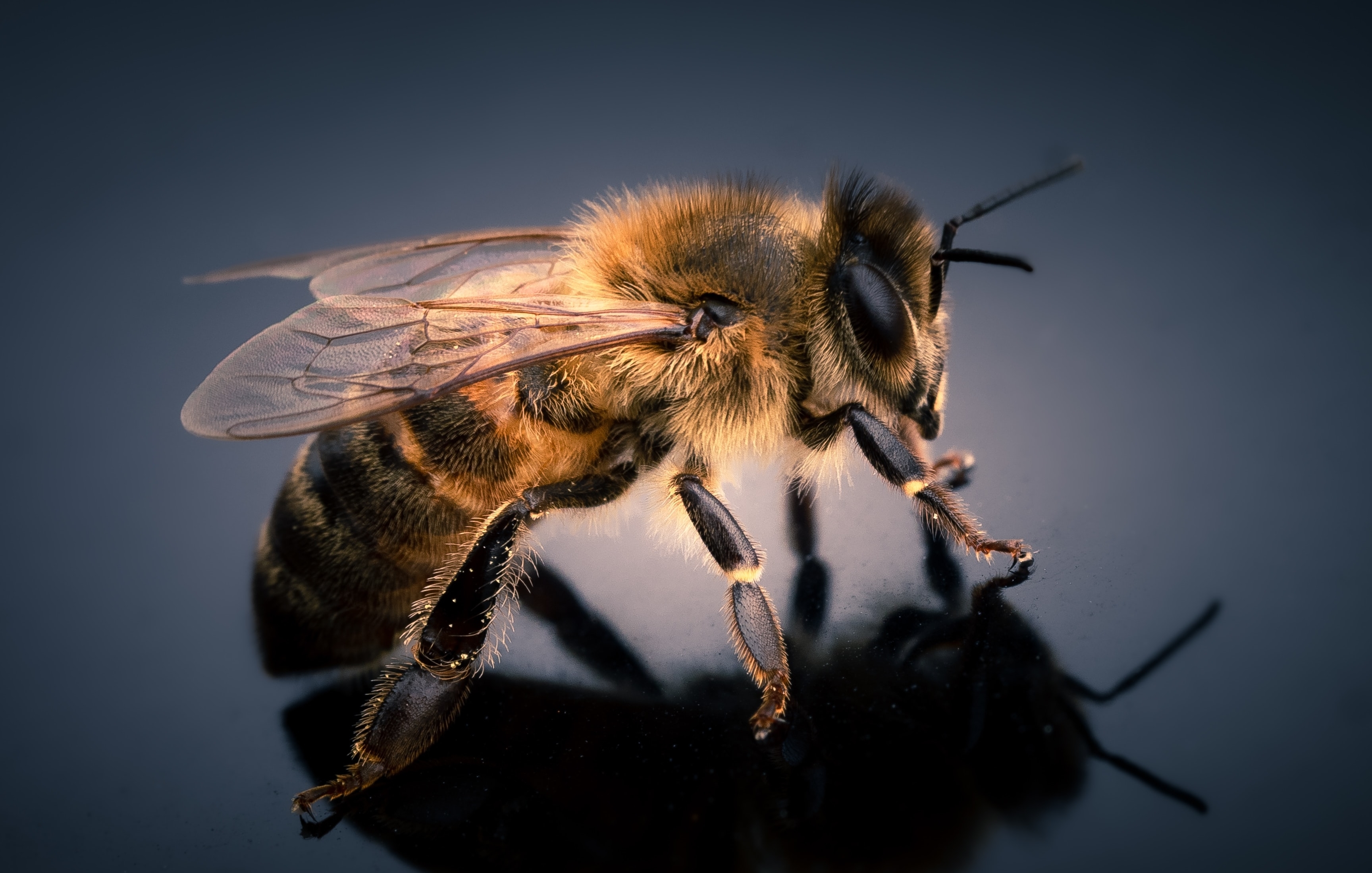 Крупные пчелы