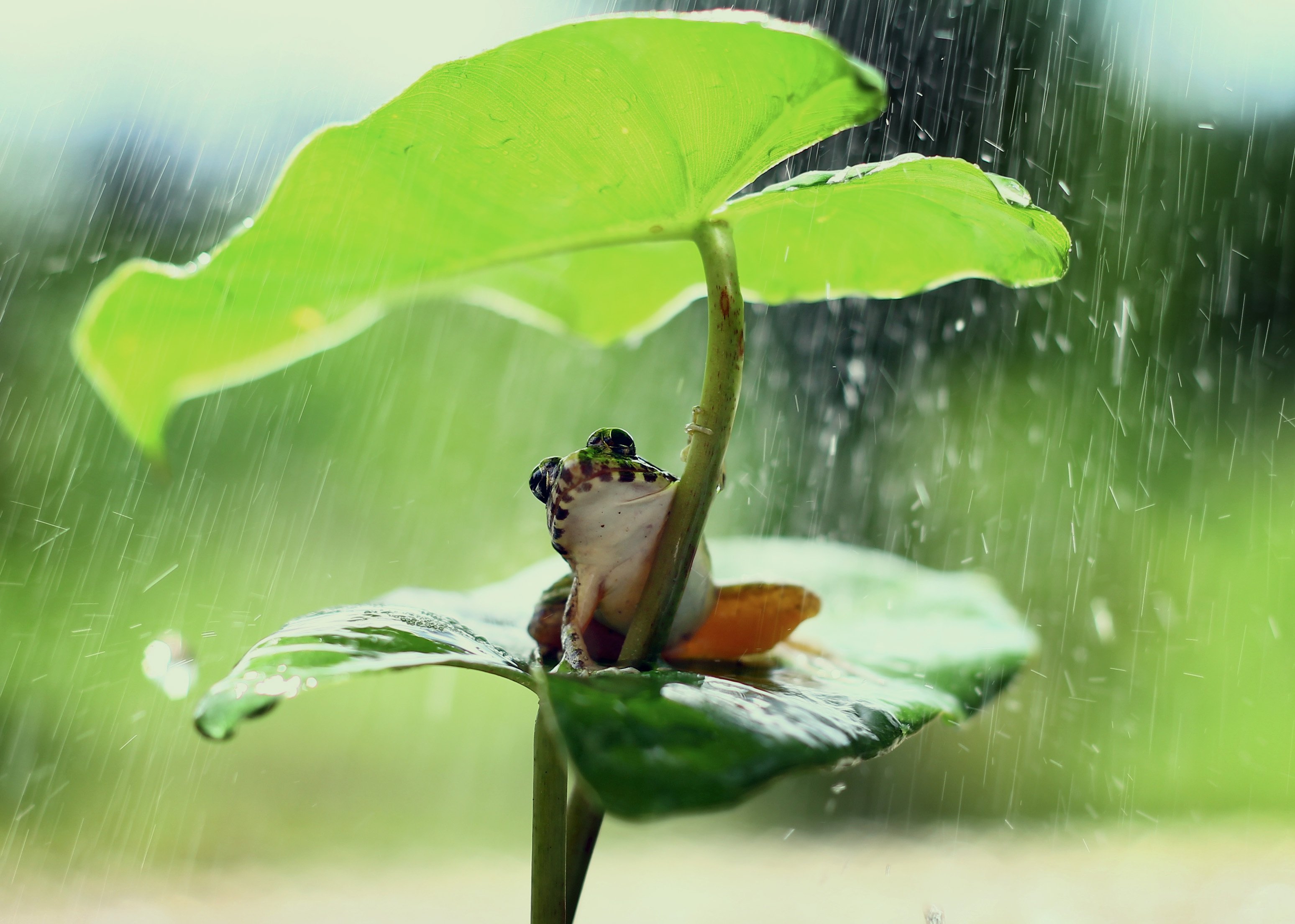 Как растения радуются дождю