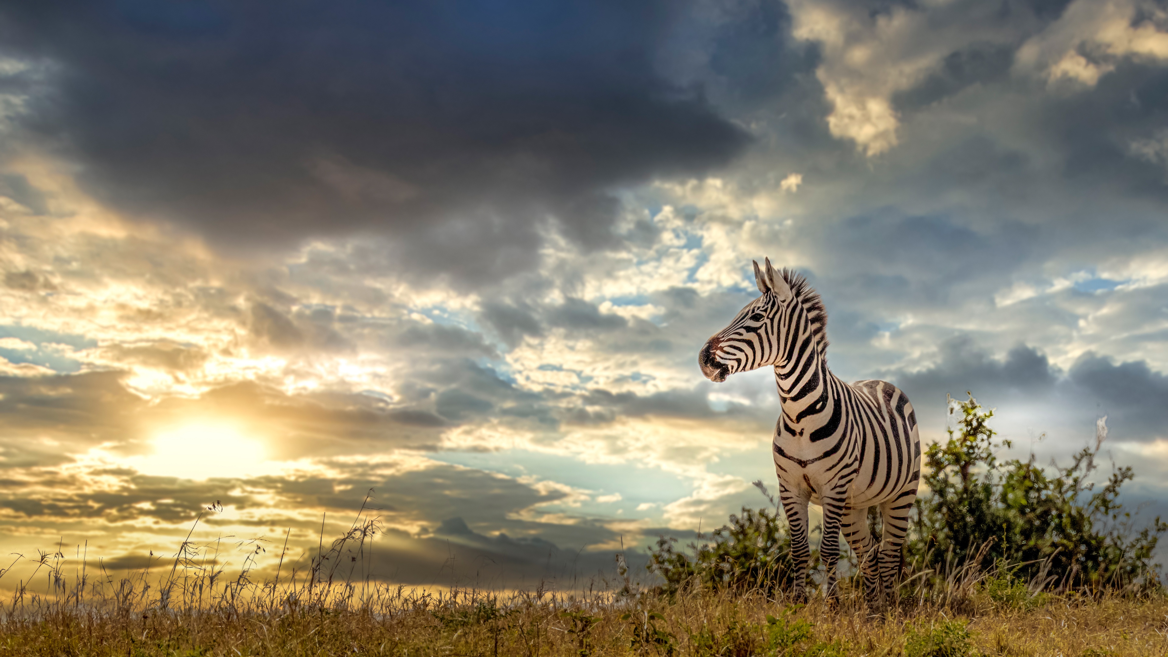 Зебра на фоне природы