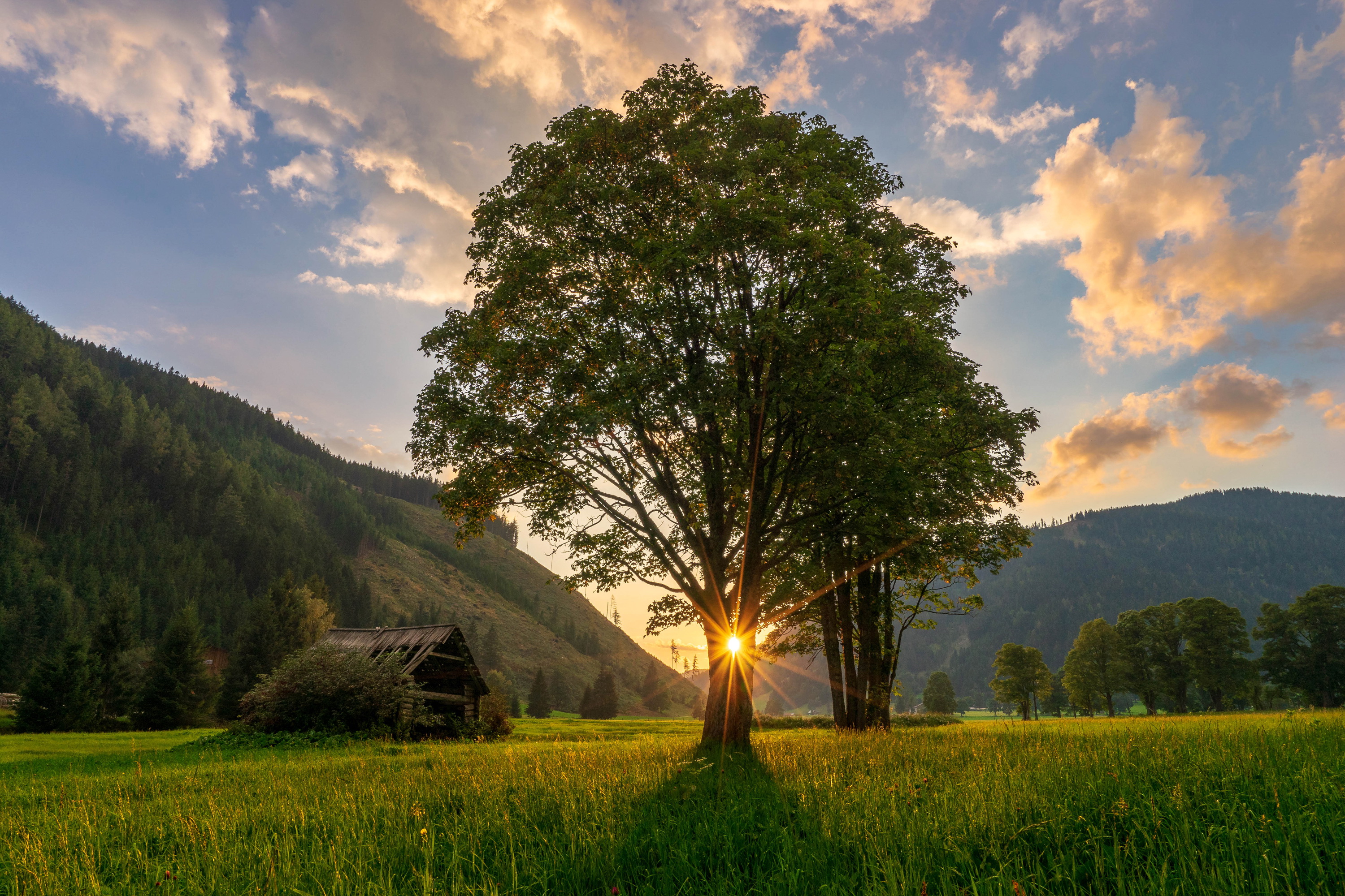 Natural beautiful. Красивый рассвет. Дерево на рассвете. Природа рассвет деревья. Дерево в поле.