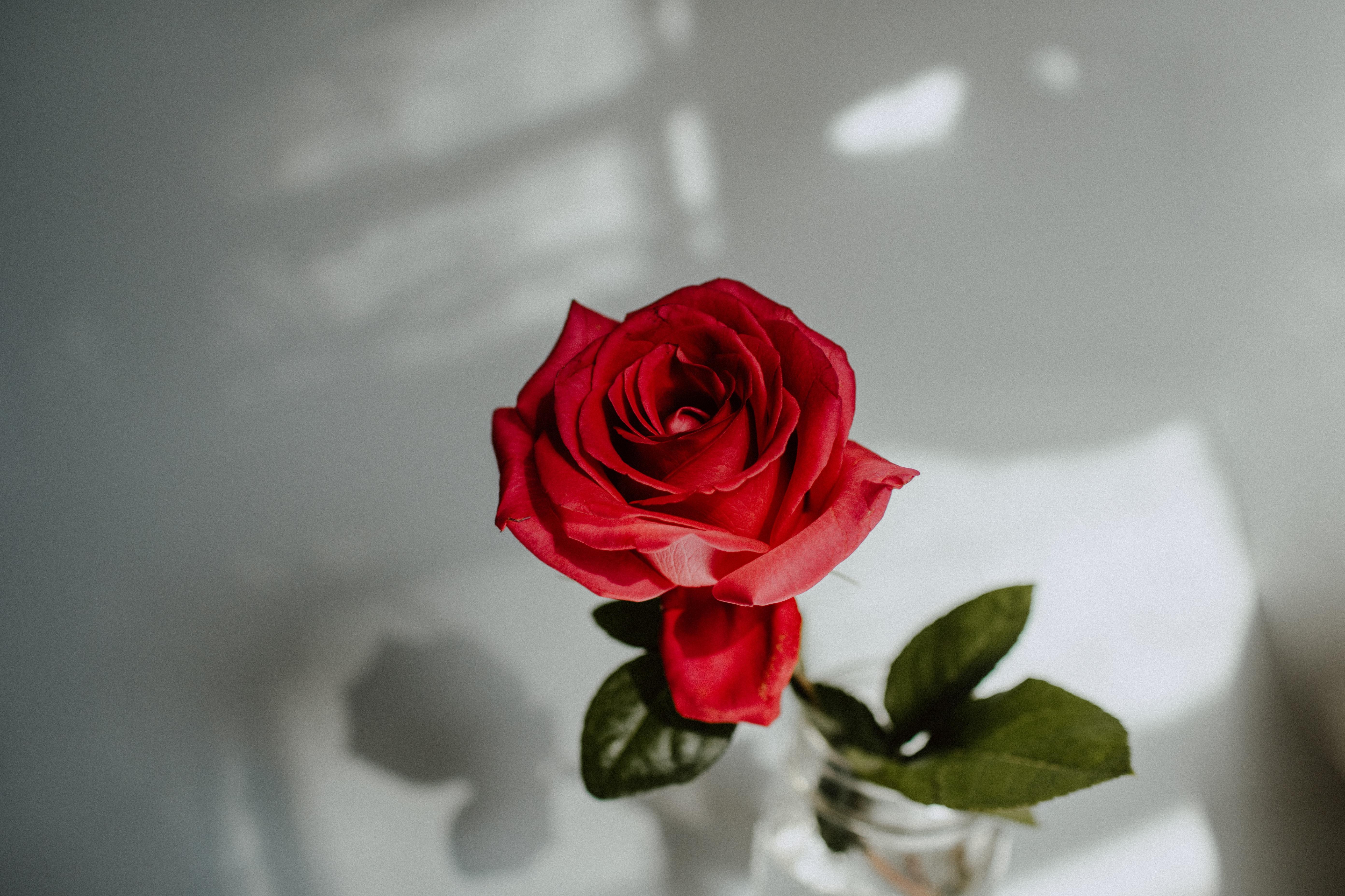 Одна красная роза в вазе