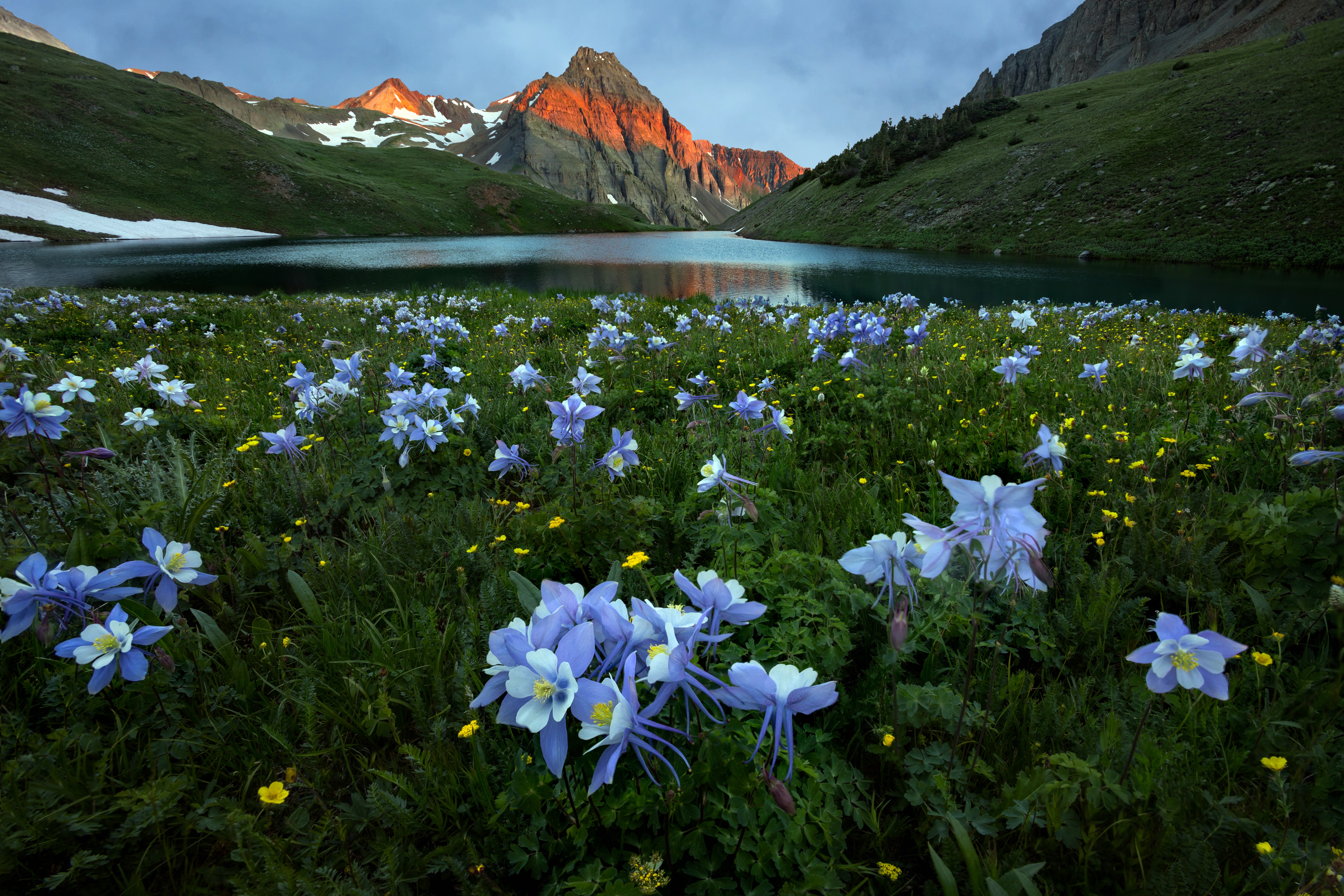 Mountain flower. Флауэр монтейн. Альпийские Луга Камчатки. Альпийские Луга Алтая. Ергаки подснежники.