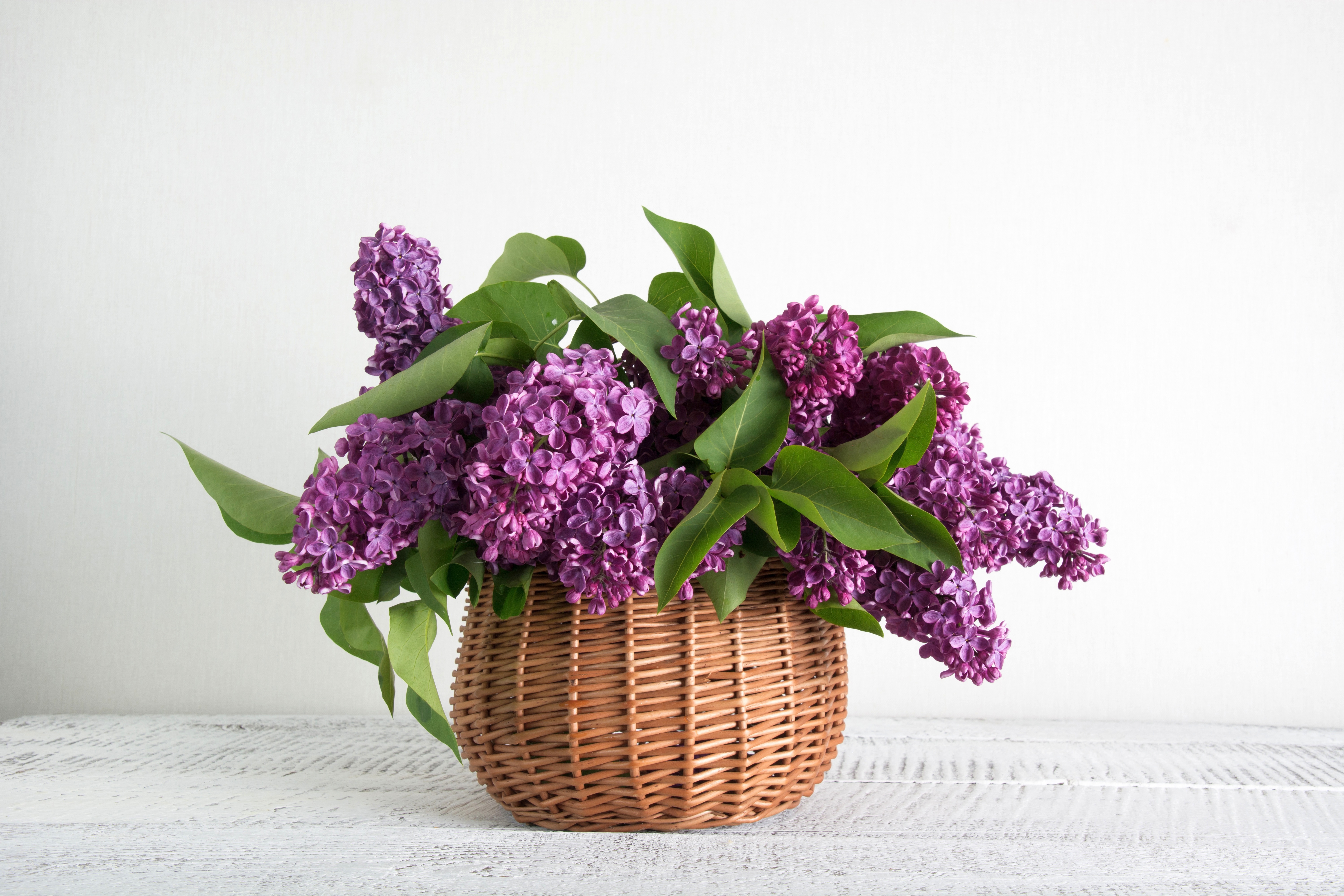 2020Nature___Flowers_Bouquet_of_fresh_lilac_in_a_basket_on_a_background_of_a_white_wall_140167_.jpg
