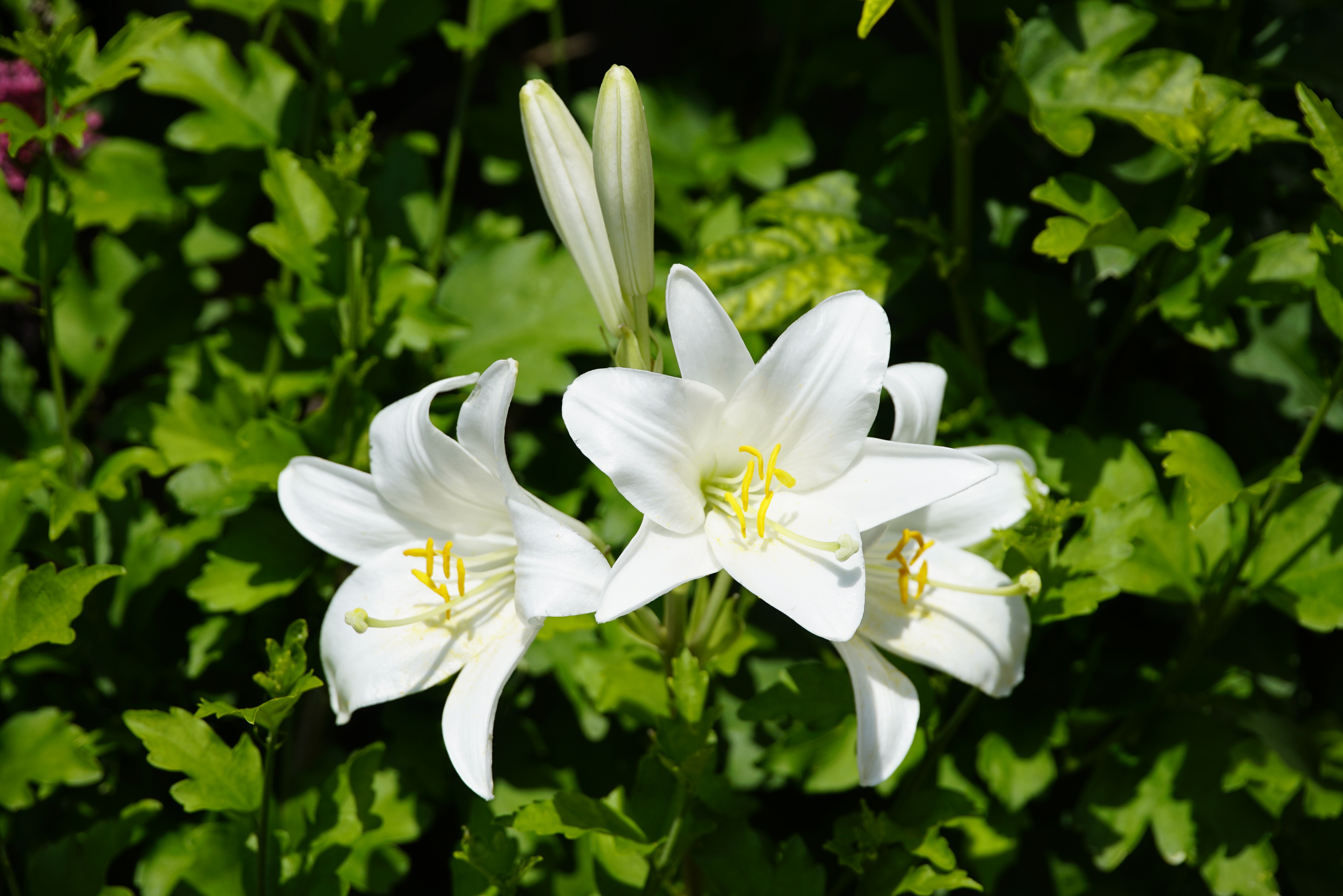 Ареал произрастания Lilium лилии белой