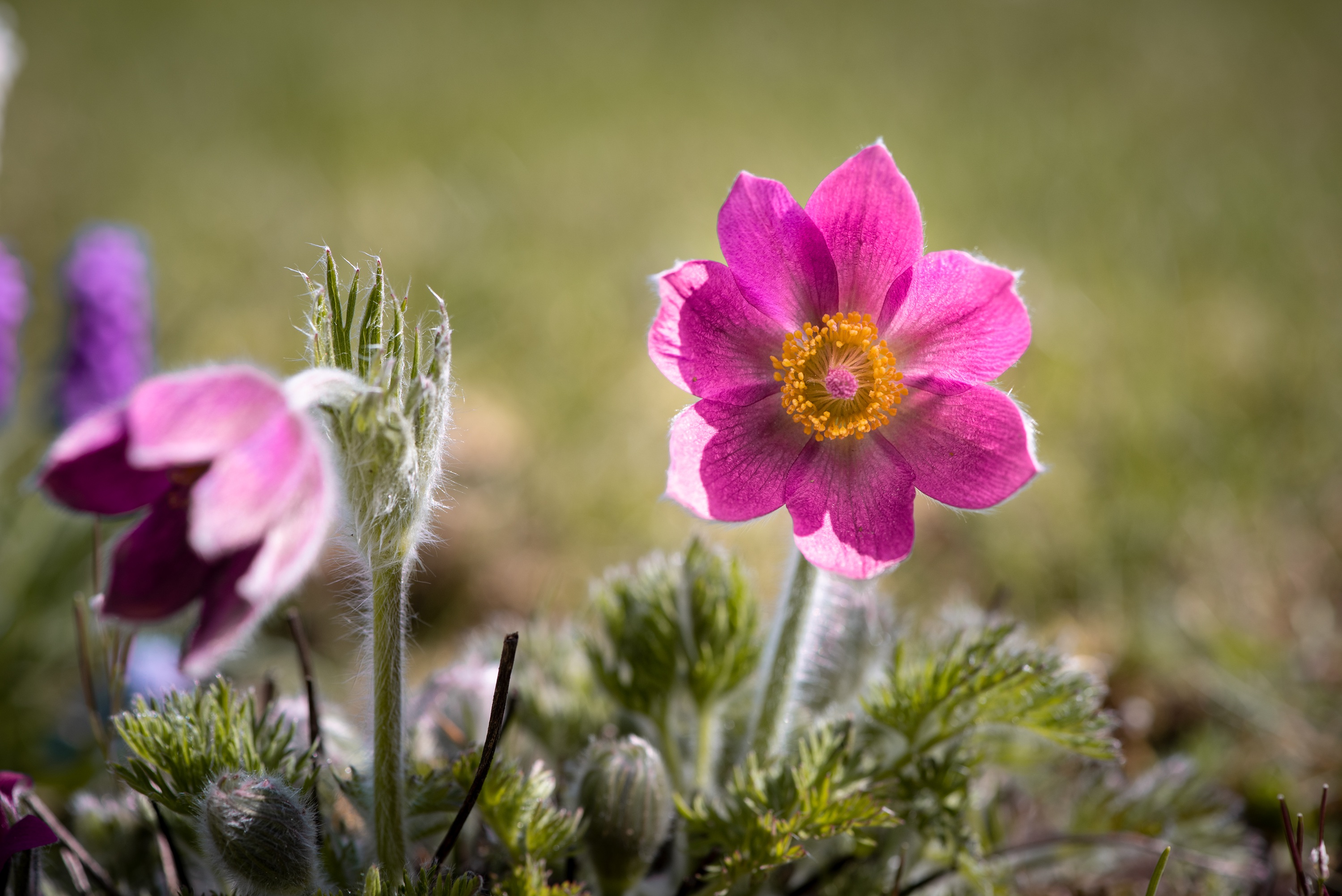 Anemone Pulsatilla цветок