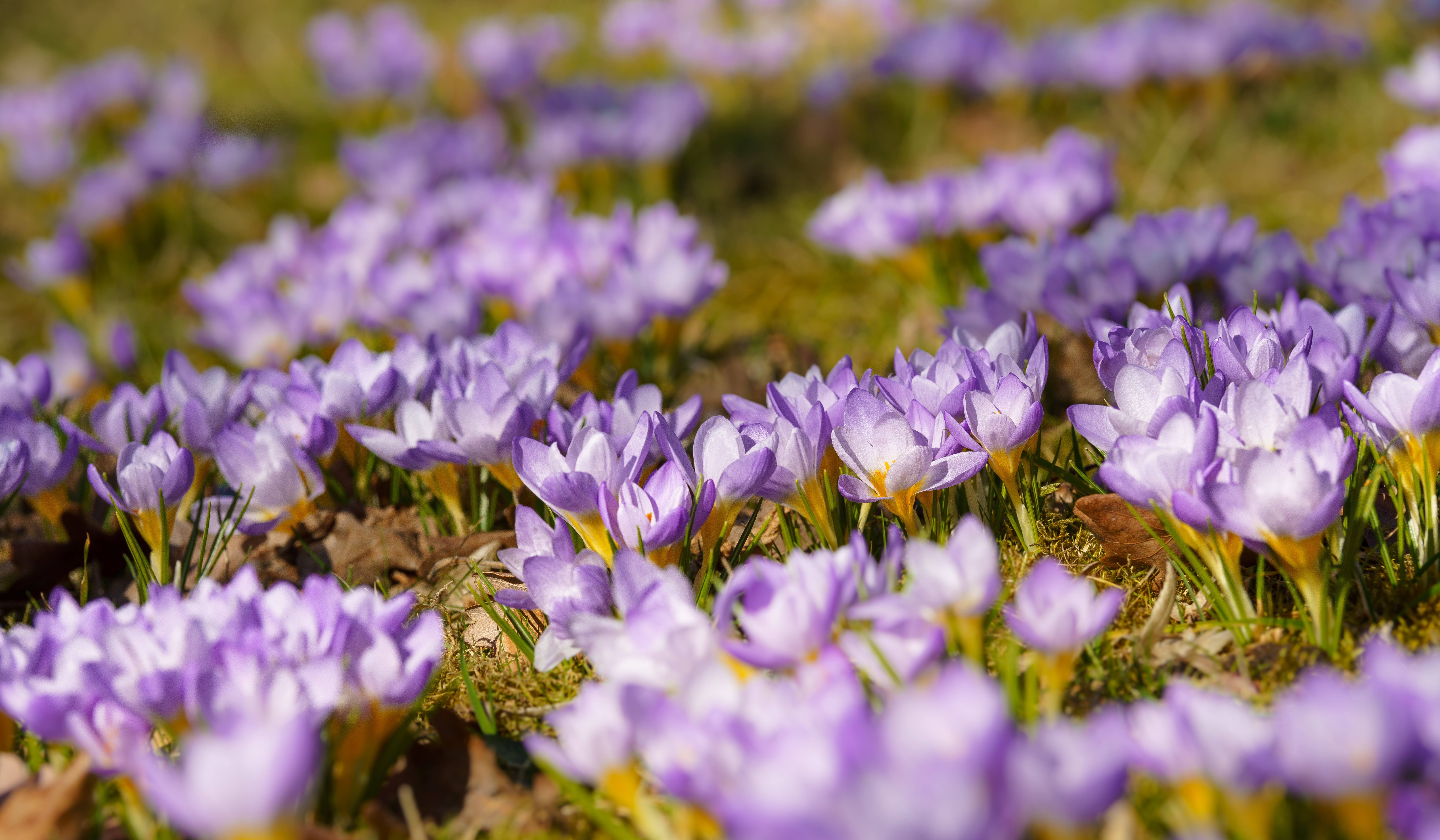 Фиолетовые цветы на Поляне