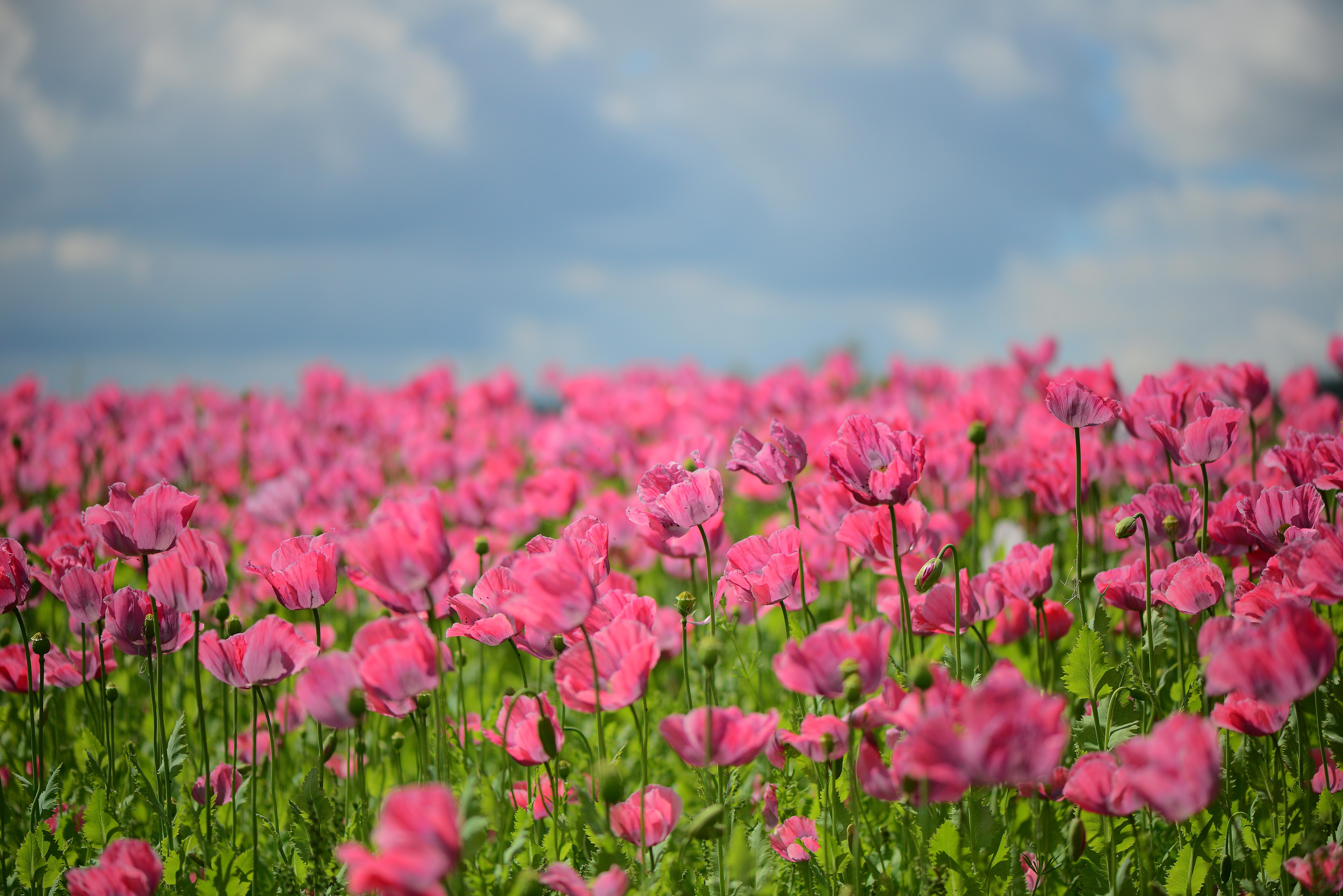 Много цветов в природе. Цветочное поле. Цветущие поля. Поле розовых цветов. Розовые цветы в поле.