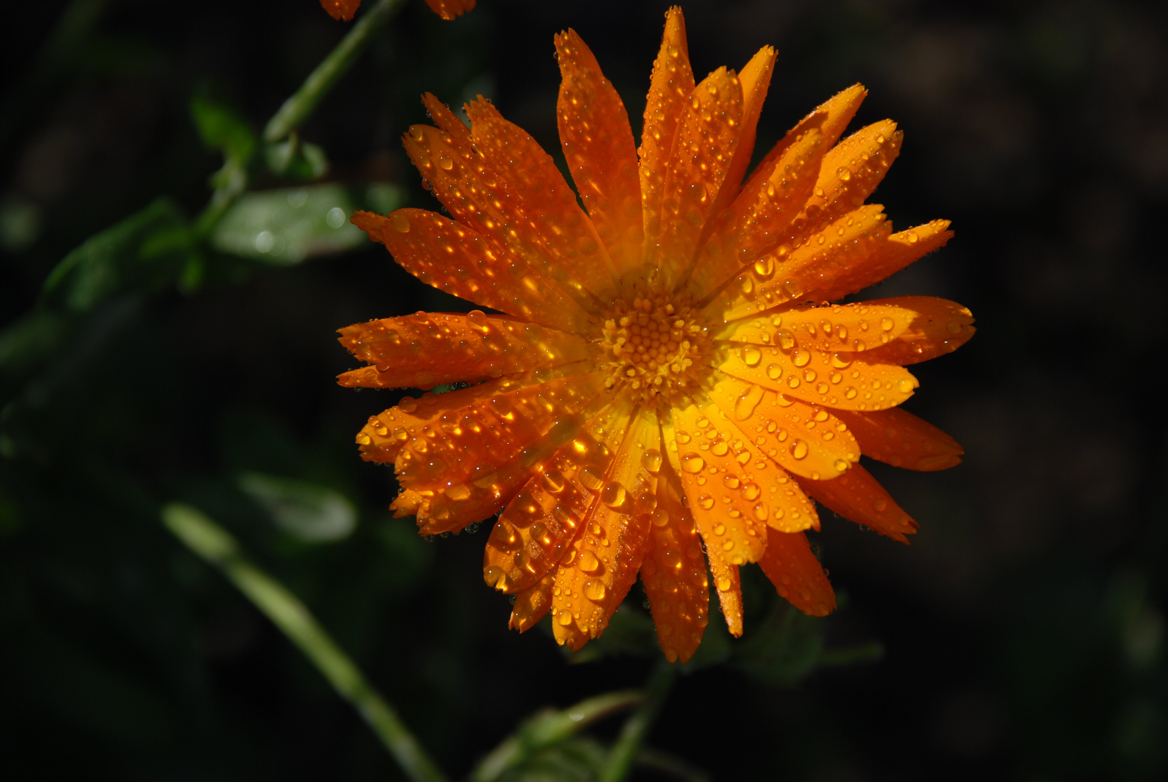 Оранжевые цветы солнце