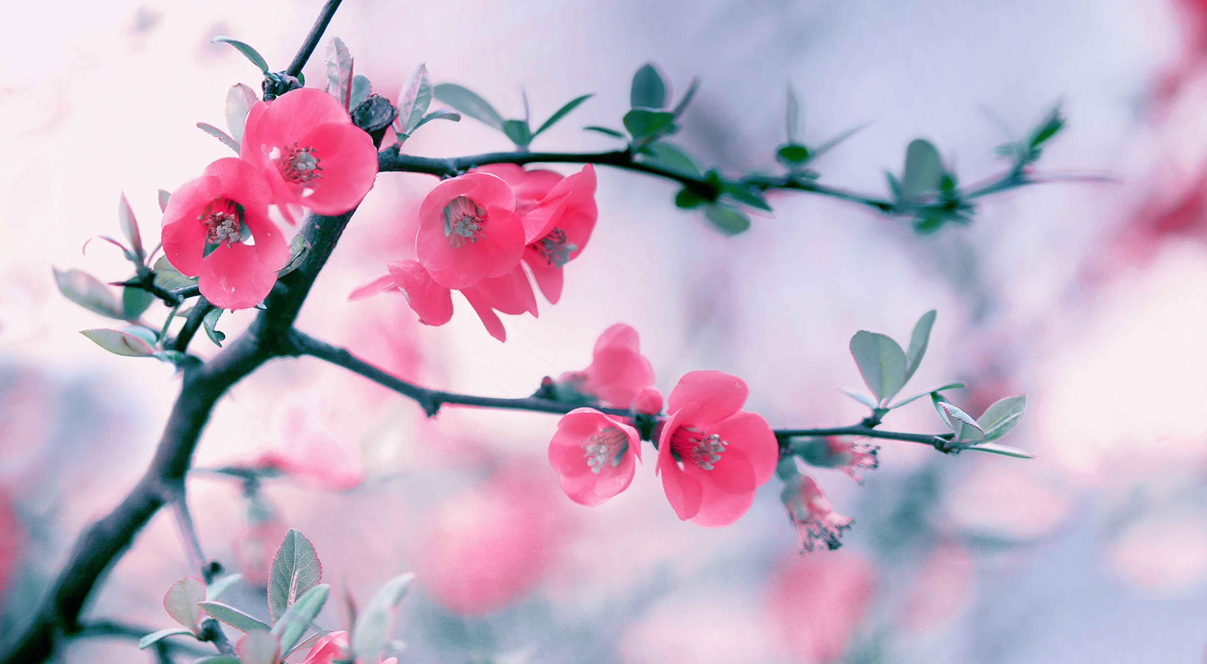 Фото весны красивые на заставку на телефон. Цветы на ветке. Ветка цветов. Ветка с розовыми цветами. Весенние картинки на рабочий стол.