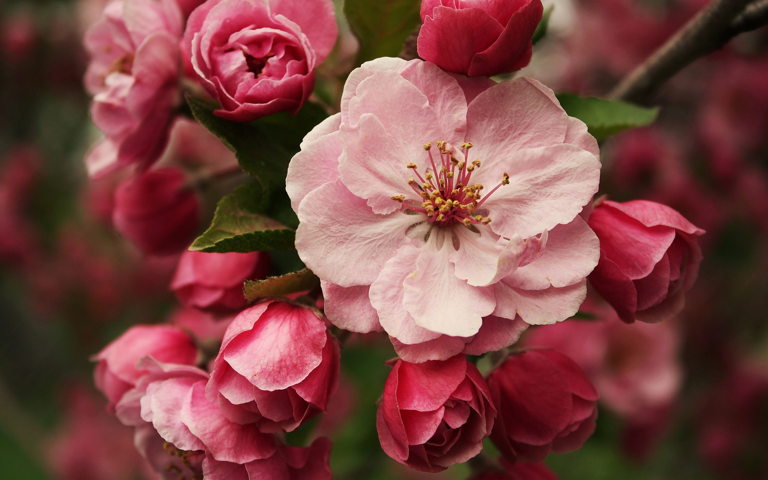 Очень красиво цветет. Яблоня Пинк Роуз. Цветет яблоня Пинк Роуз.