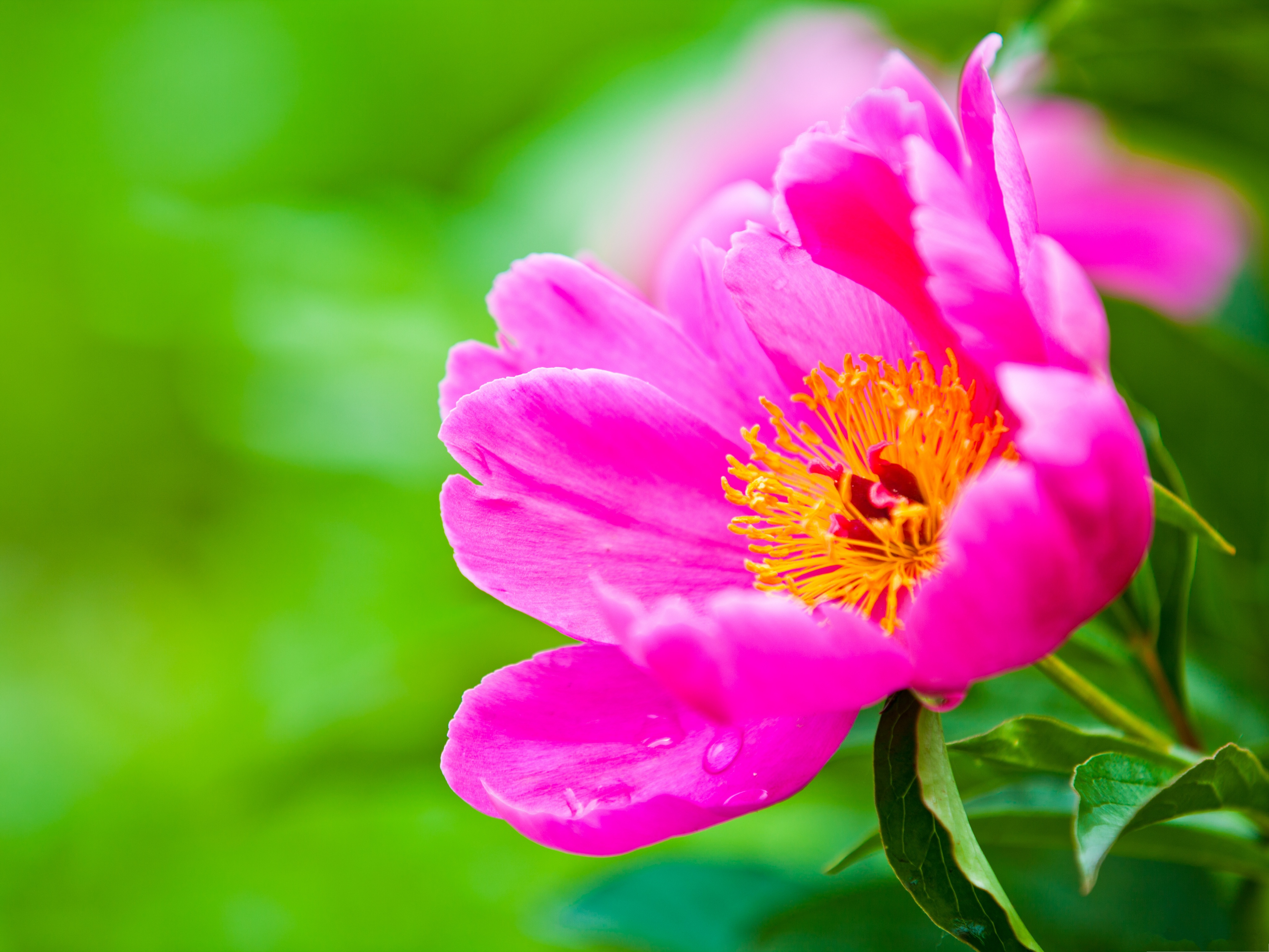 Крупный яркий цветок 4. Пион хонор. Пион розовая Ромашка. Яркие цветы. Ярко розовые цветы.