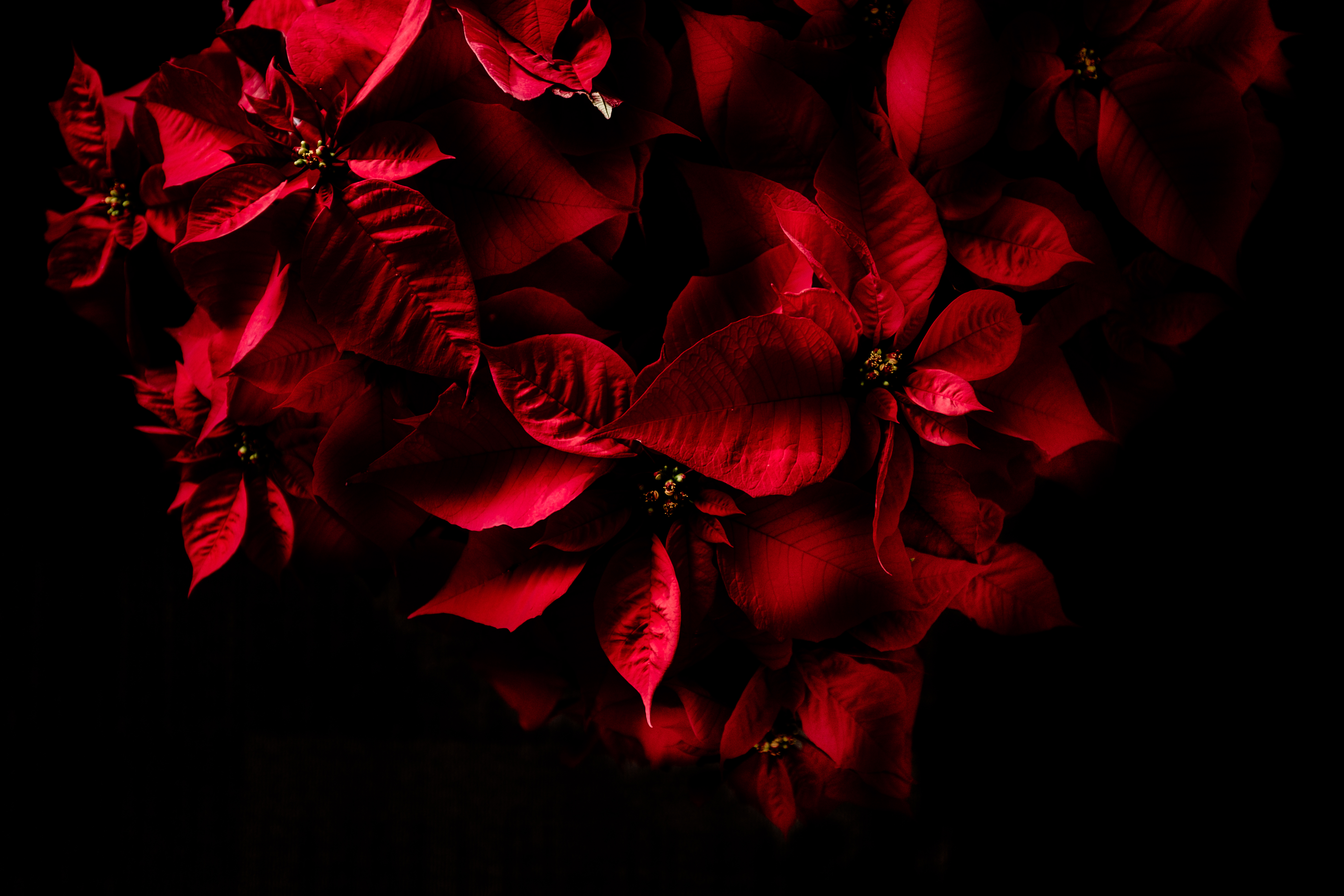 Цветок на темном фоне обои. Красный цветок. Бордовые цветы. Красные обои. Цветы на черном фоне.