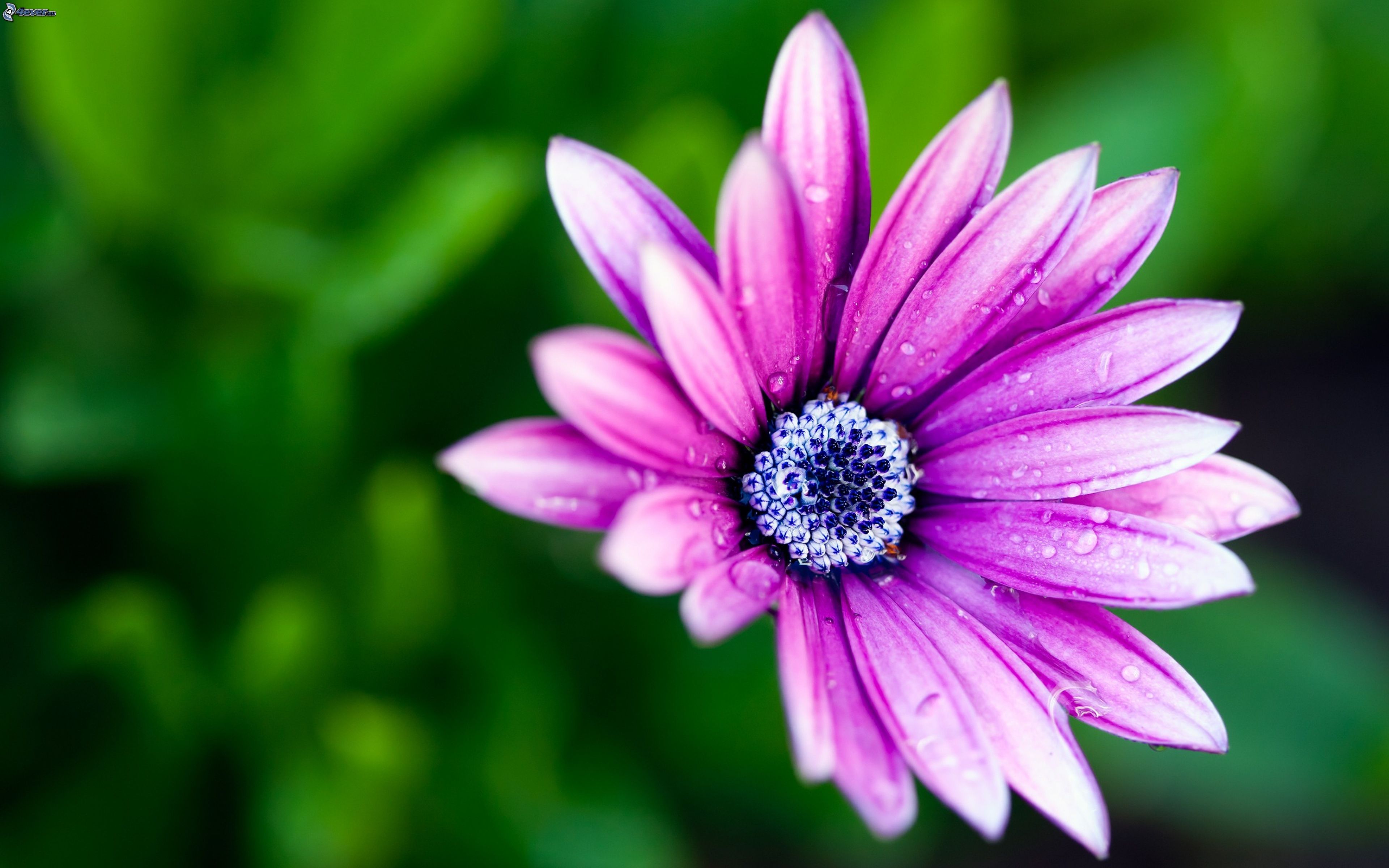 Красивый цветок на фон телефона. Сиреневые цветы. Фиолетовые цветы. Цветы обои. Цветочек.