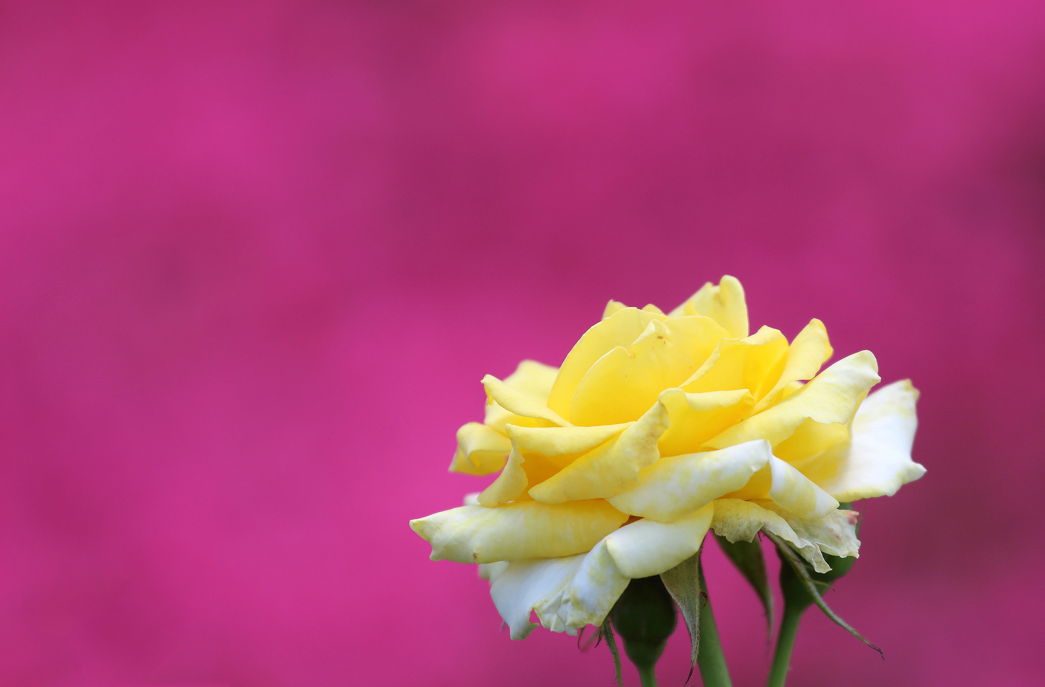 Желто розовая картинка. Цветы розовый желтый. Цветы на однотонном фоне. Желтые розы. Желто розовый букет.