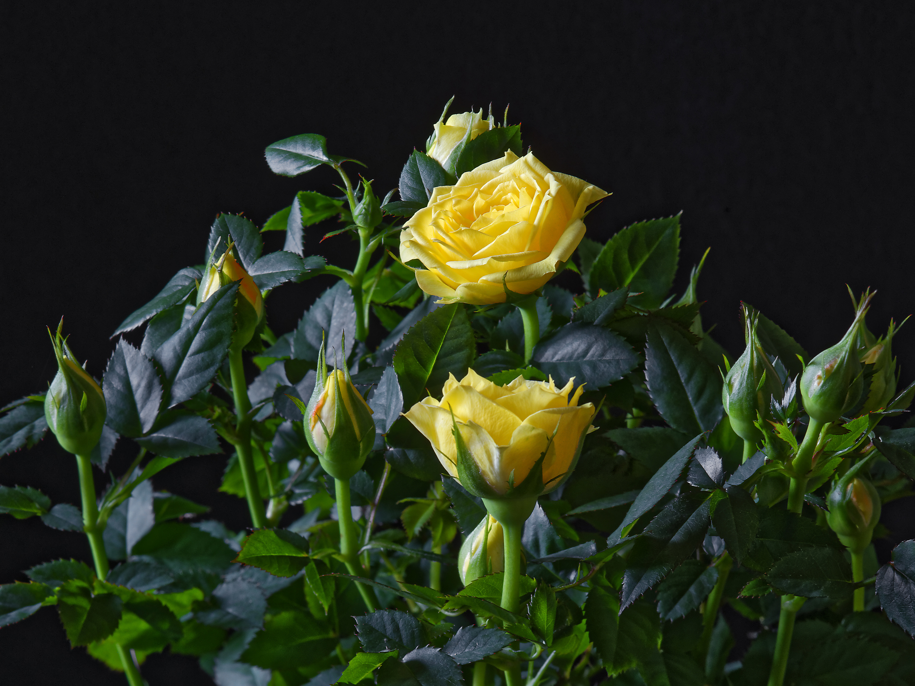 Черно желтая полураспустившаяся роза