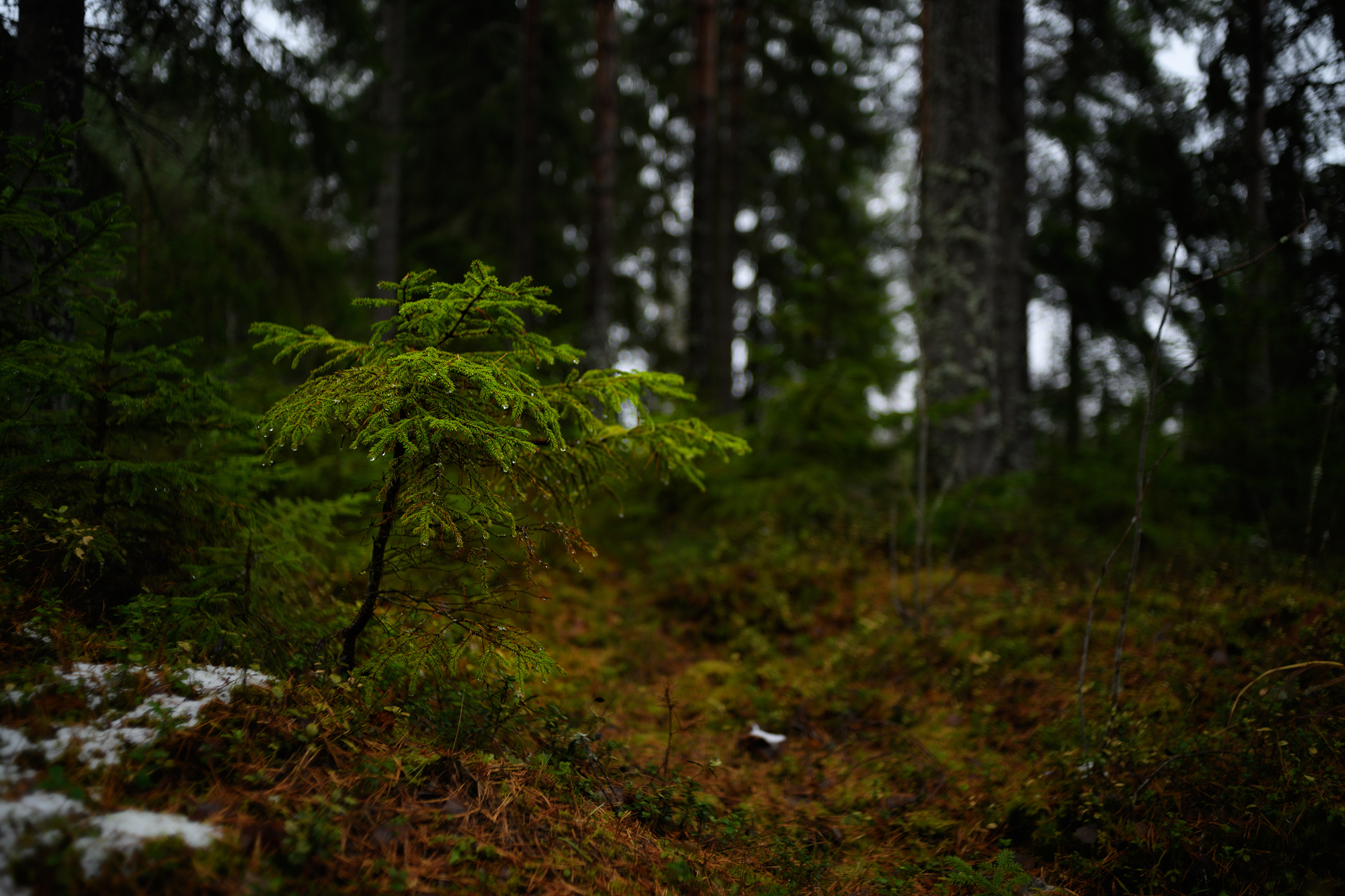 Старая Финляндия лес
