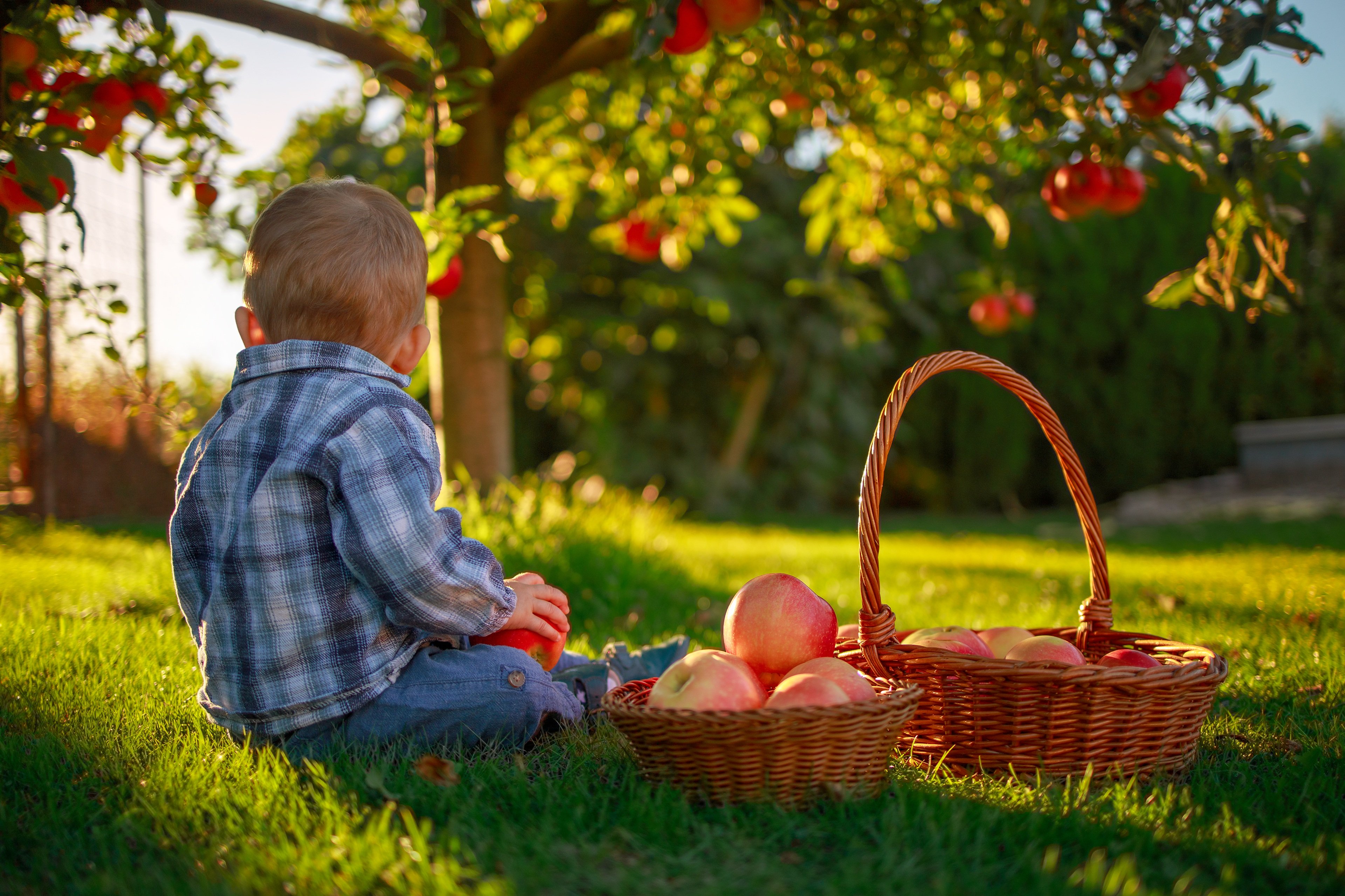 Ребенку можно свежее яблоко. Яблоки в саду. Дети с корзинкой. Сад с фруктами. Дети в яблочном саду.