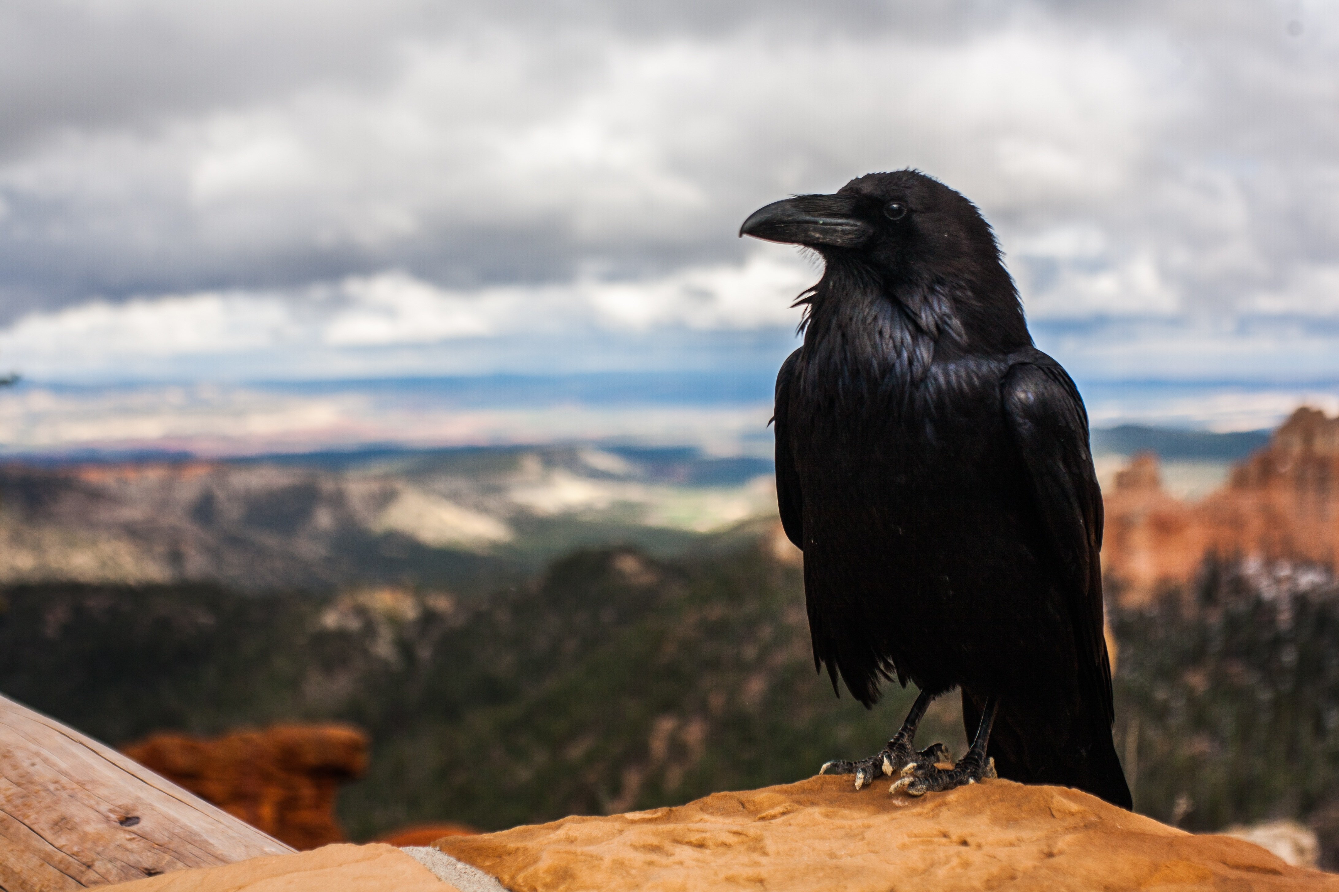 Crow mountains. Королевский ворон Коракс. Новокаледонский ворон. «Мудрый ворон». Красивый ворон.