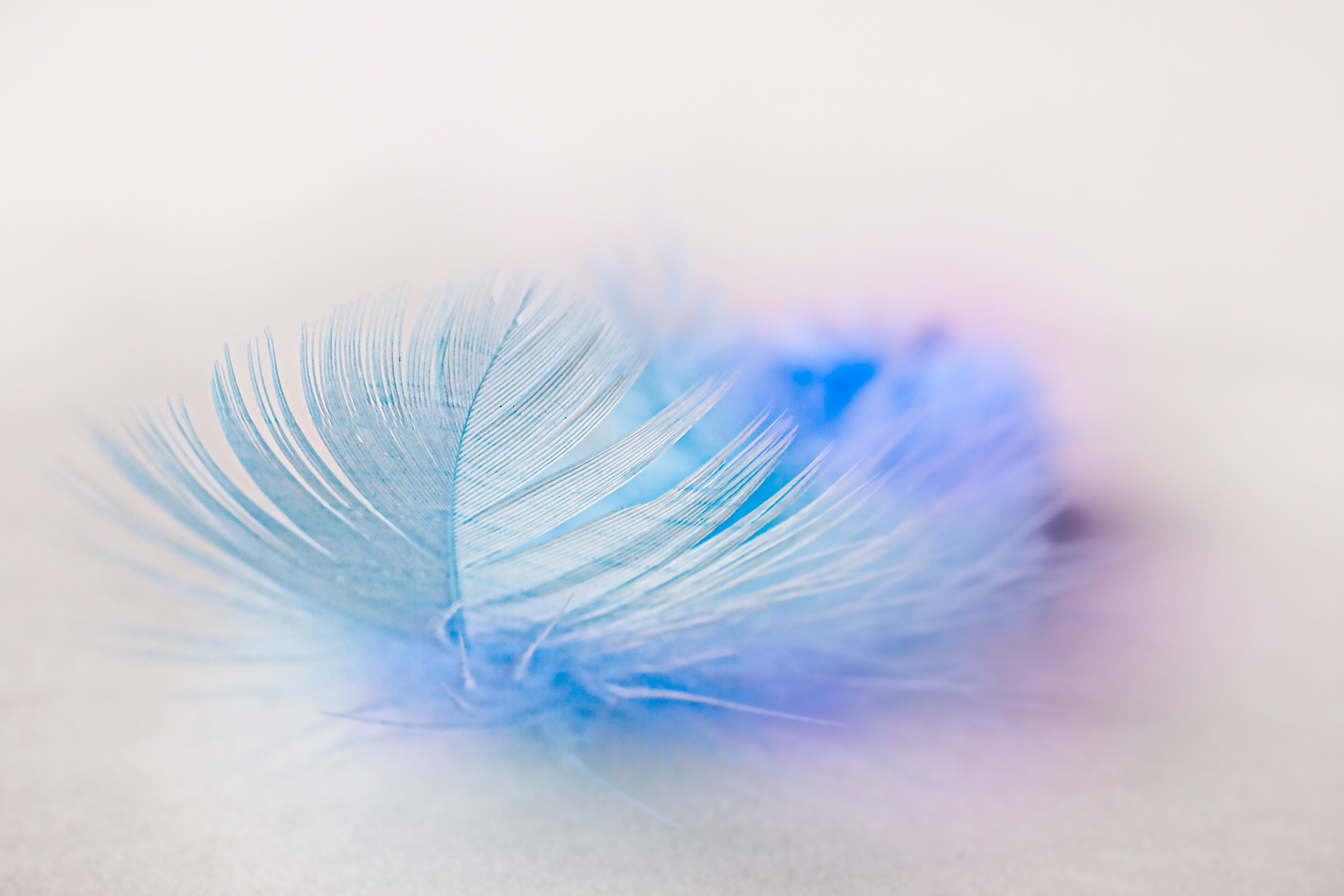 Голубой фон с перьями