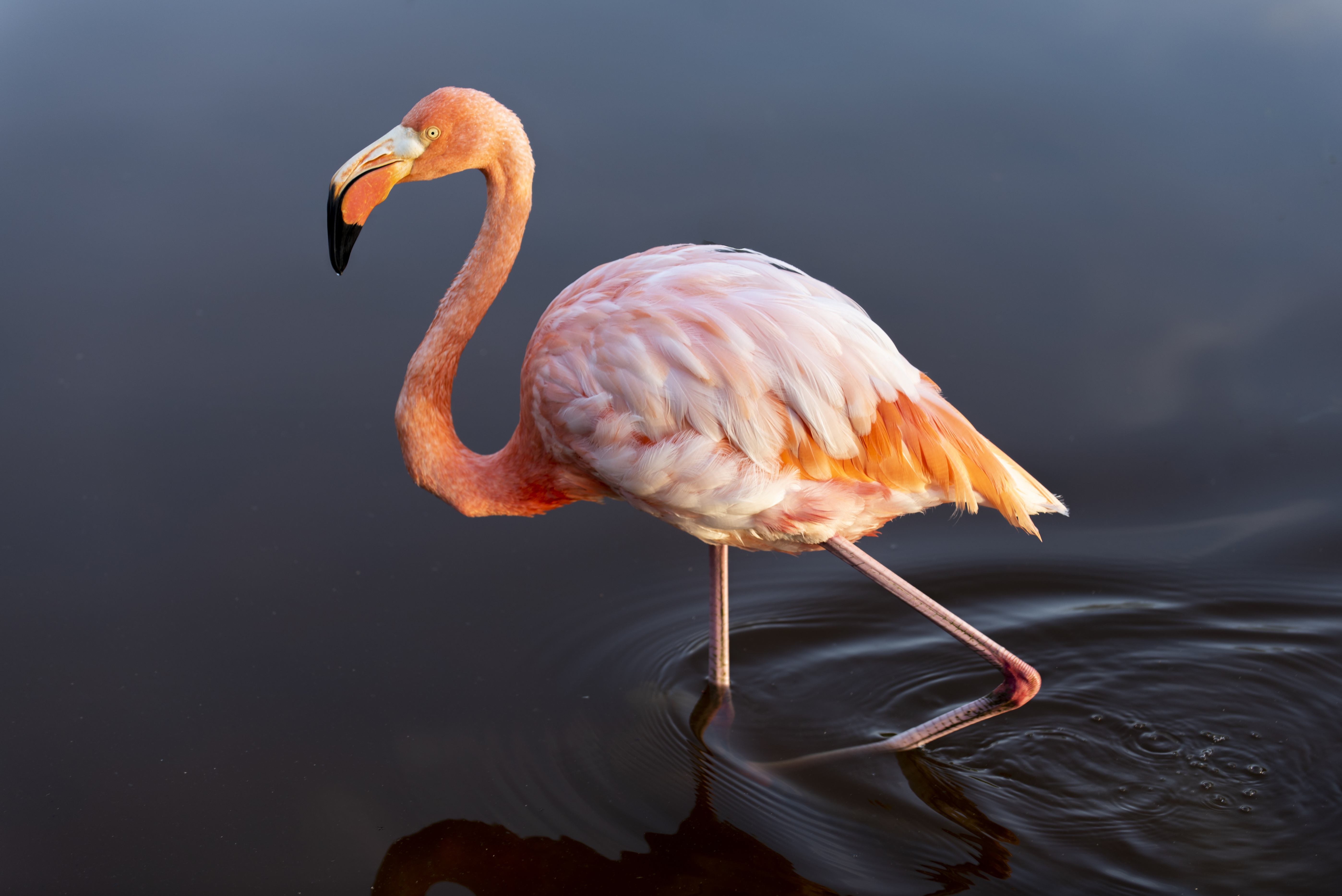 Фламинго птица