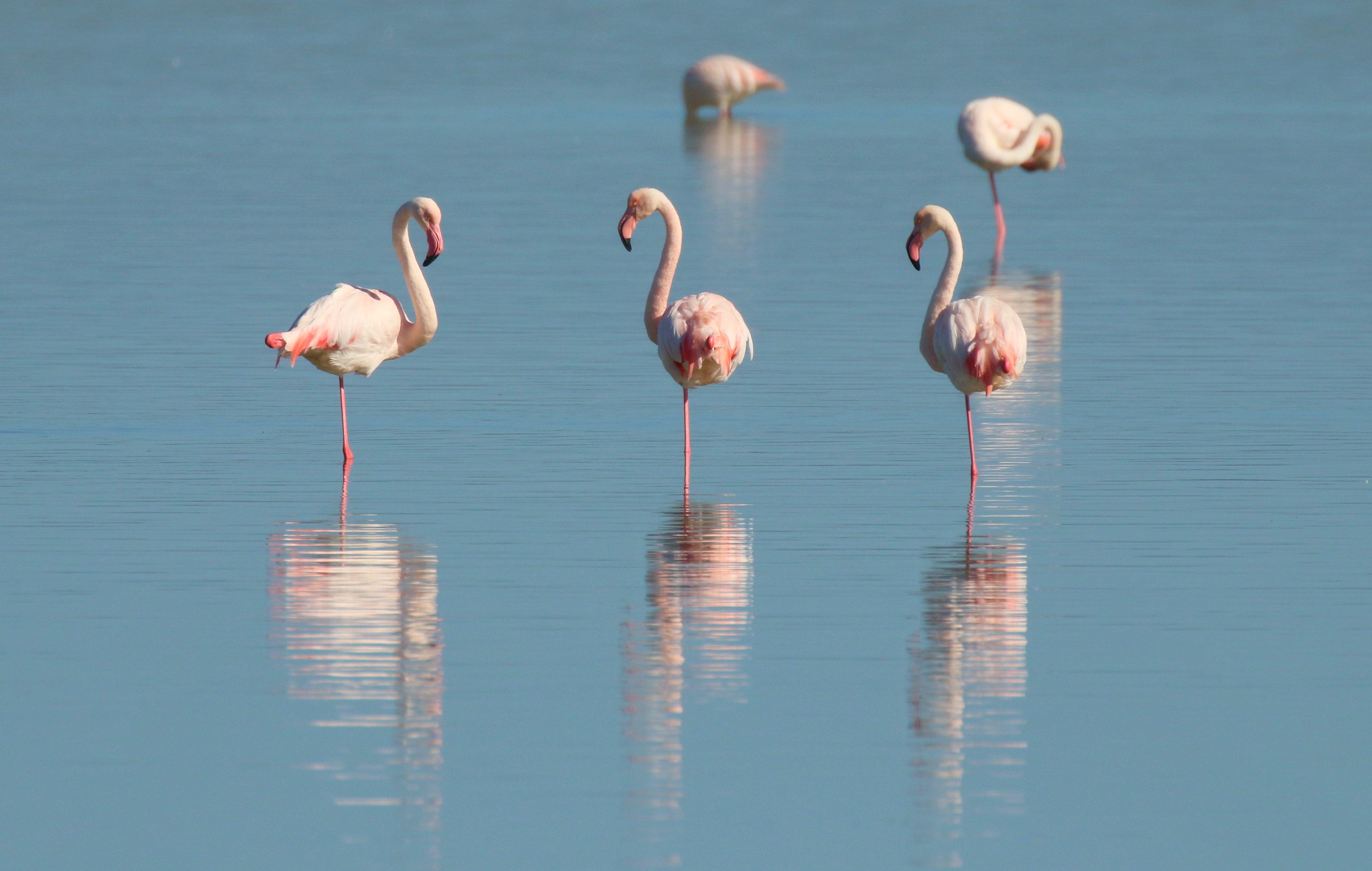 Фламинго в Саках