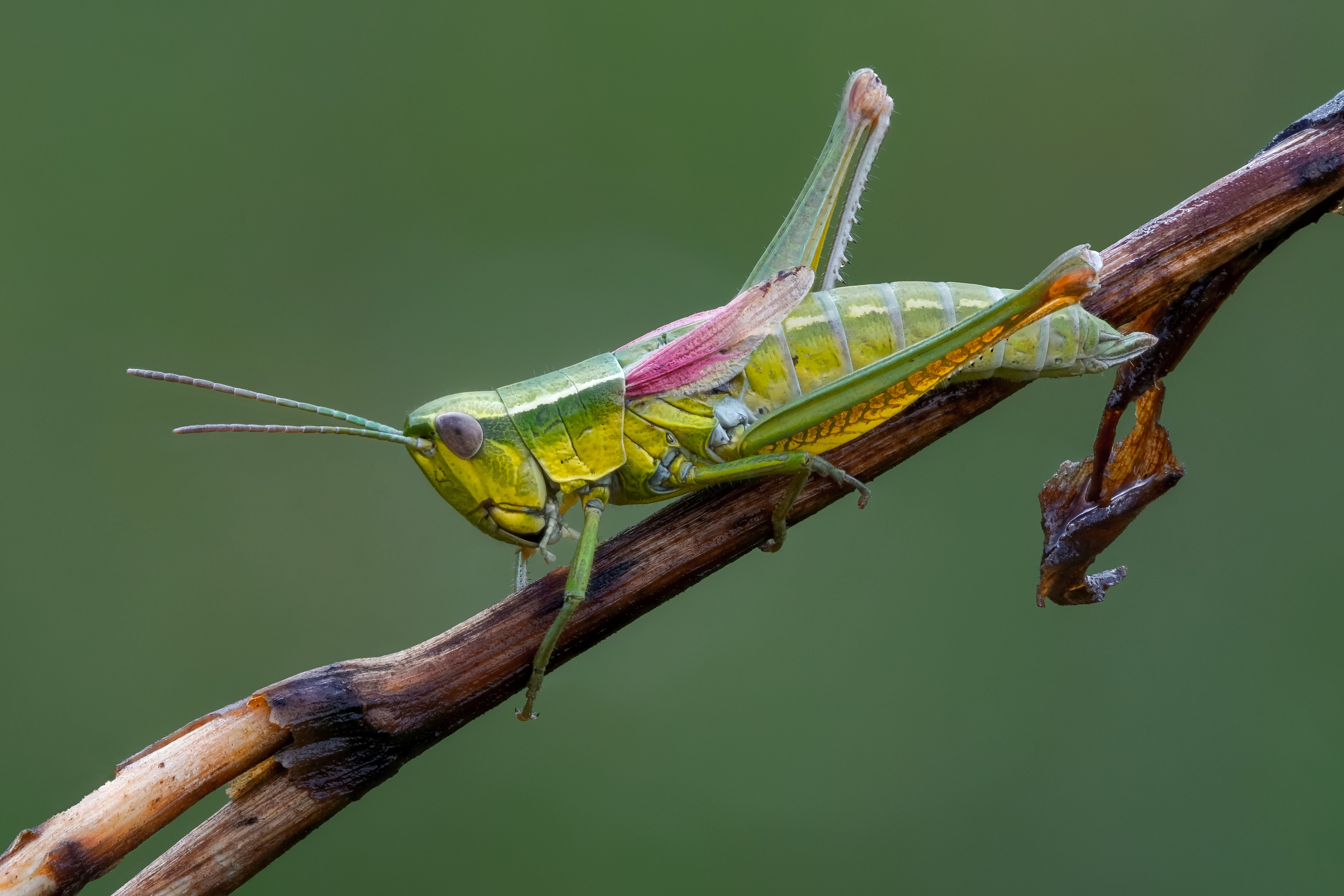 Лапка кузнечика. Grasshopper («кузнечик», 1946).. Углокрылый кузнечик. Кузнечик хвостатый Tettigonia caudata. Зеленая кобылка кузнечик.