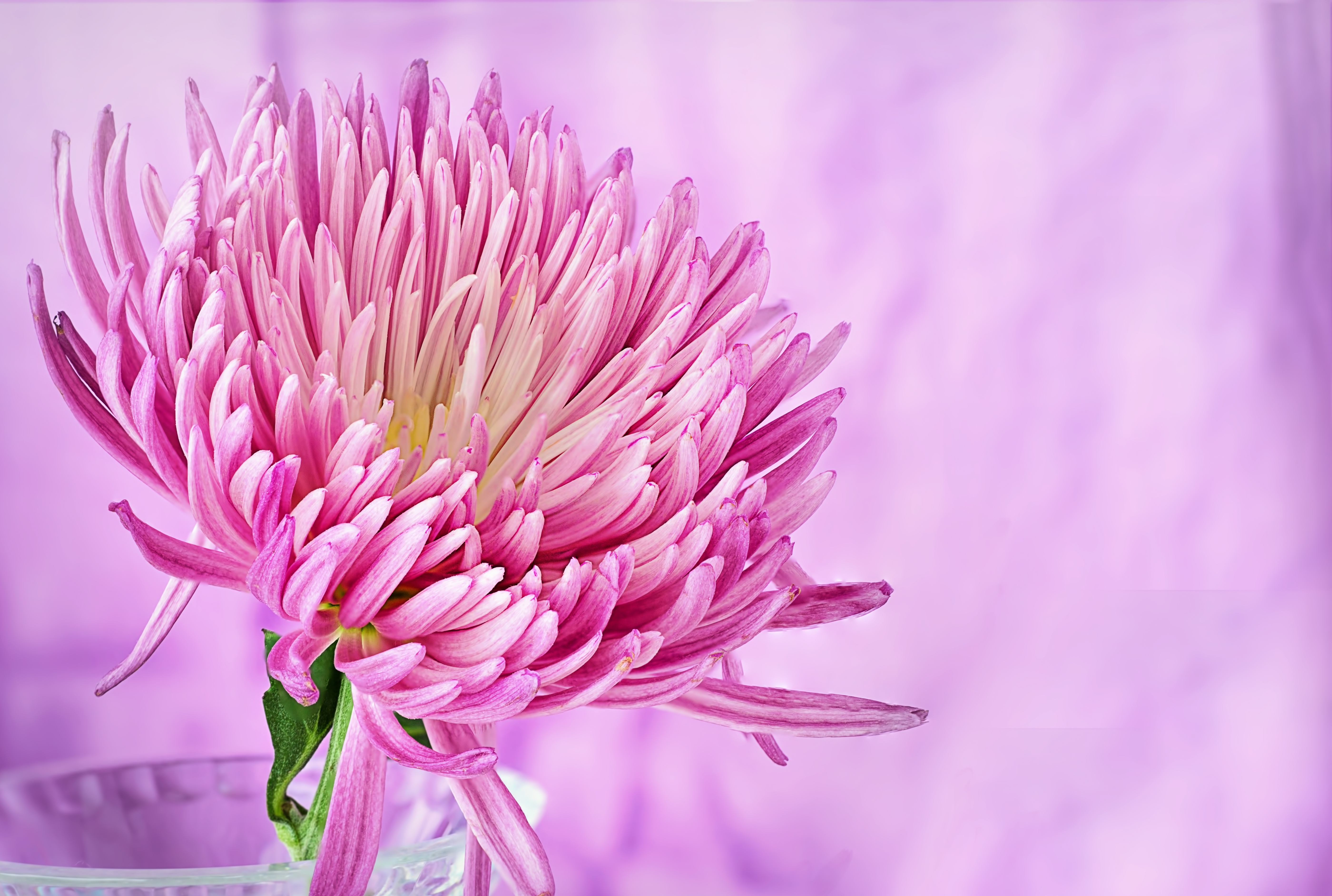 Цветы Астра большая Хризантема розовая (50шт)