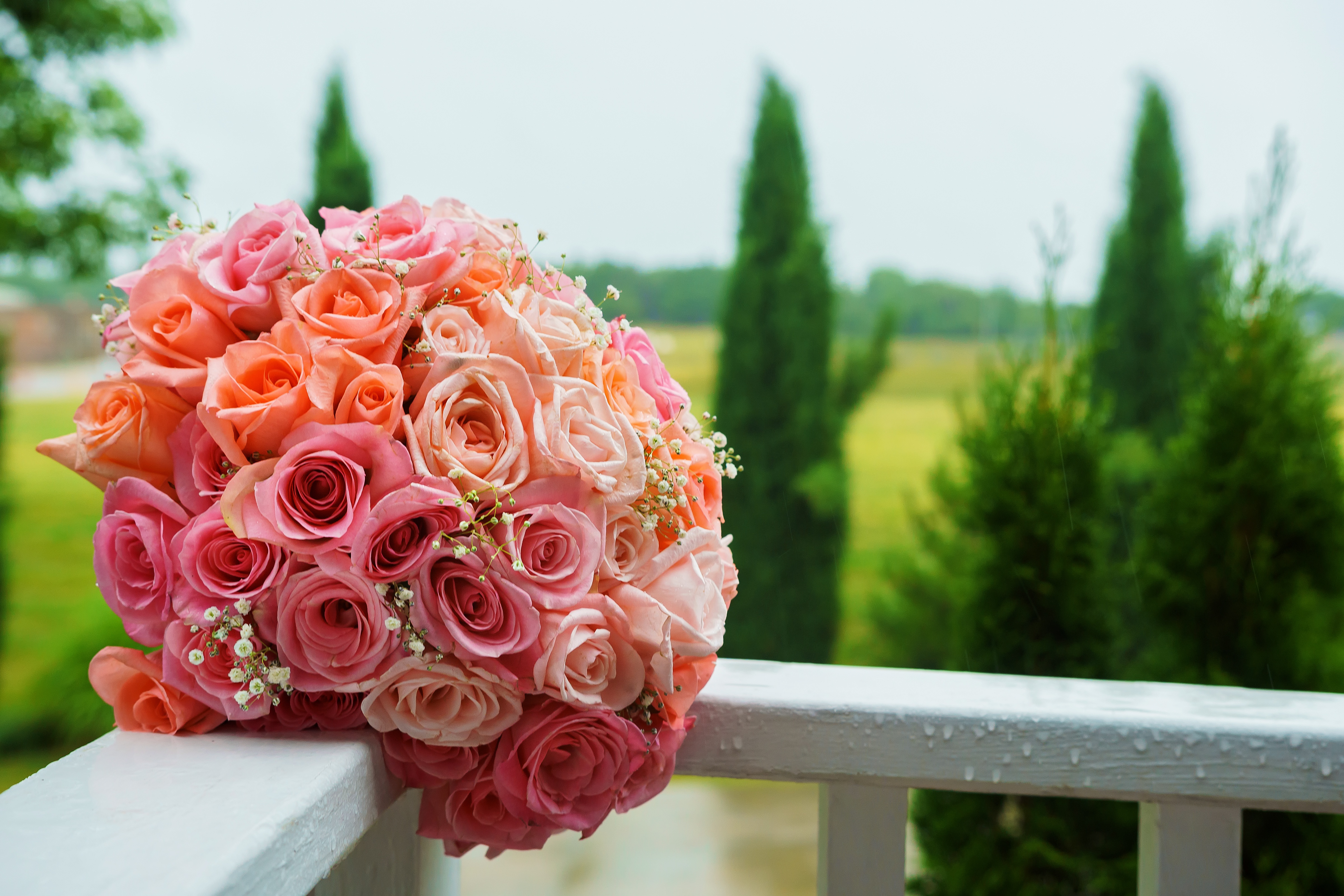 Роза Wedding Rose