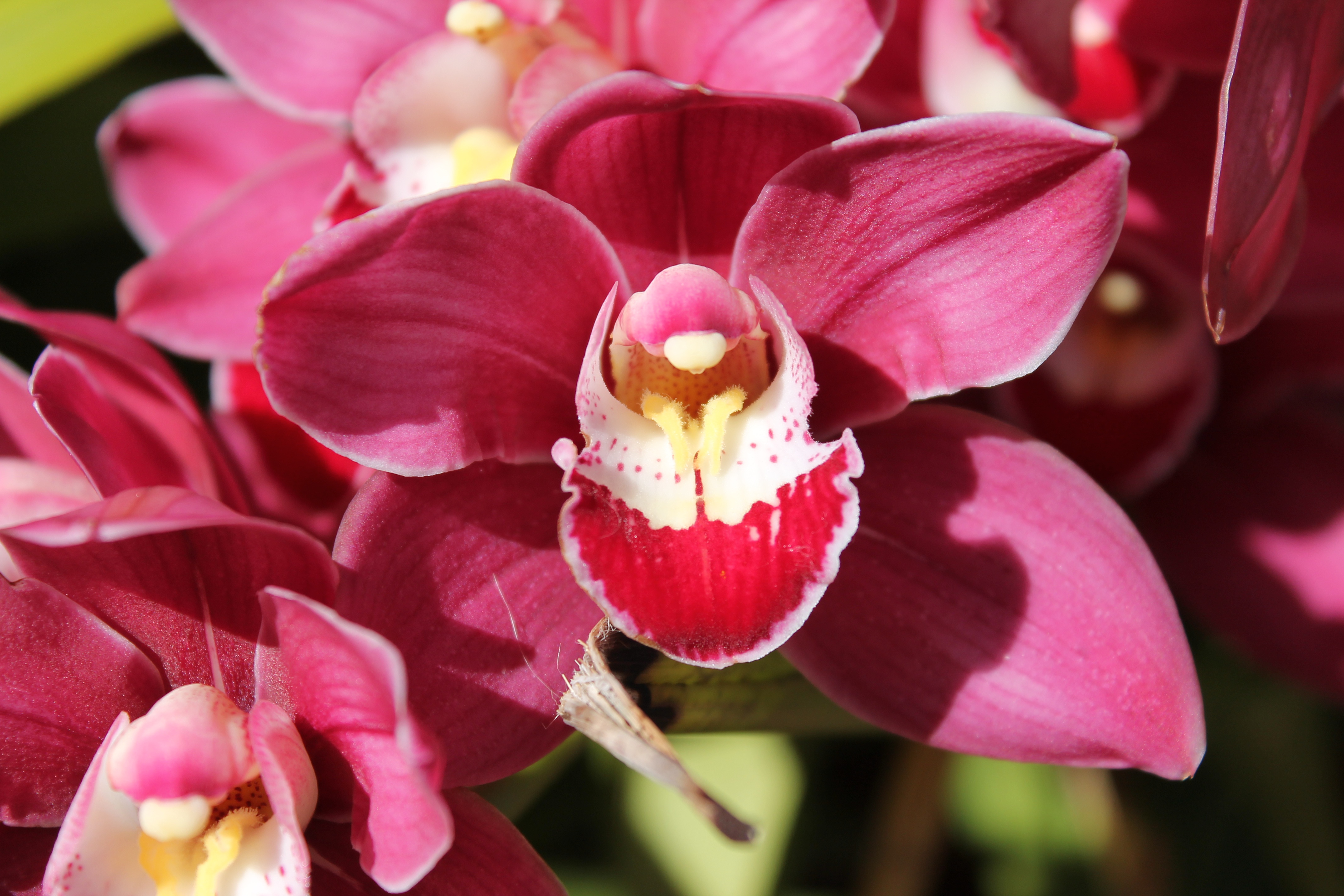 Малиновая Орхидея