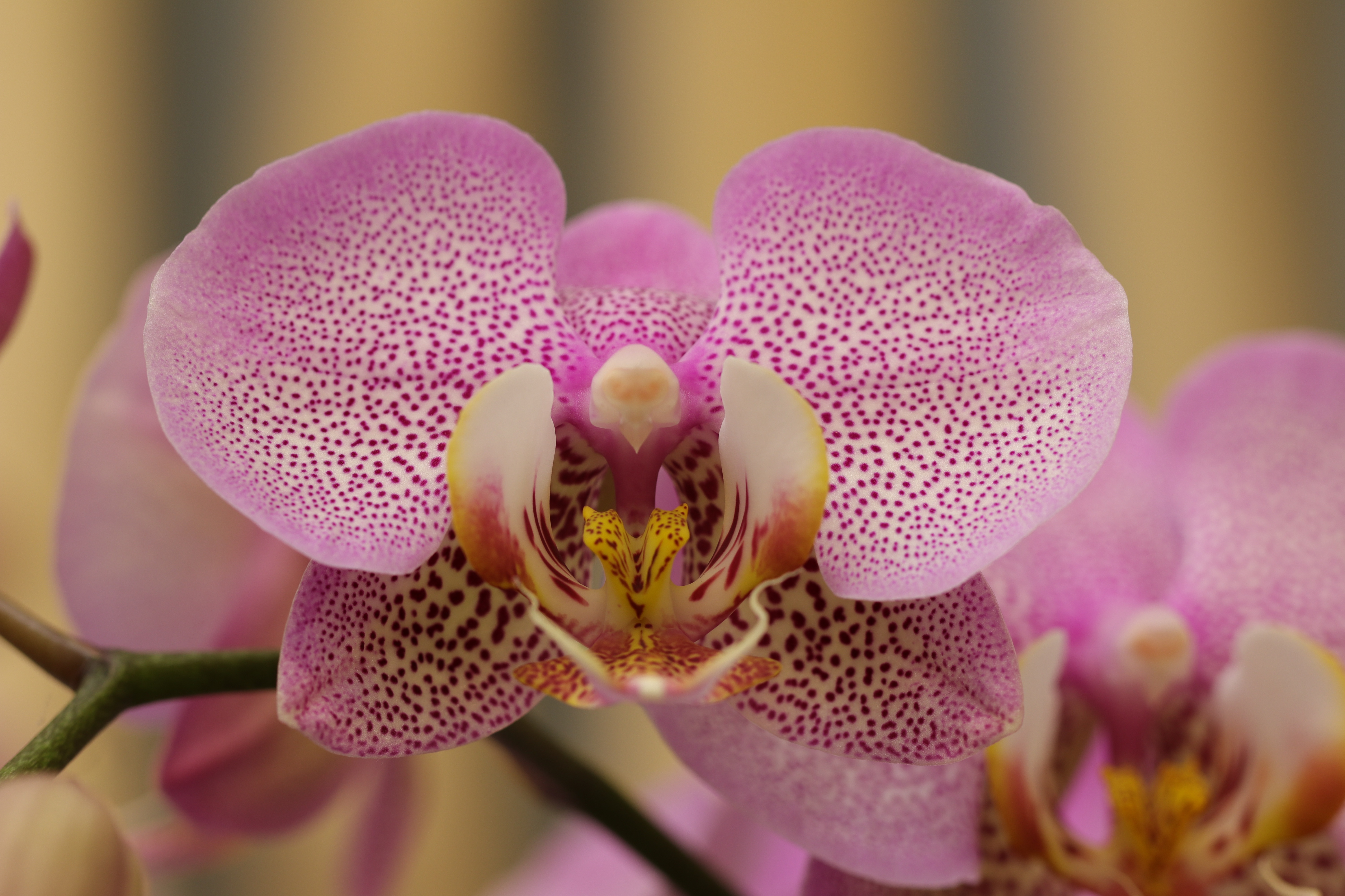 Фото орхидеи крупным планом в хорошем