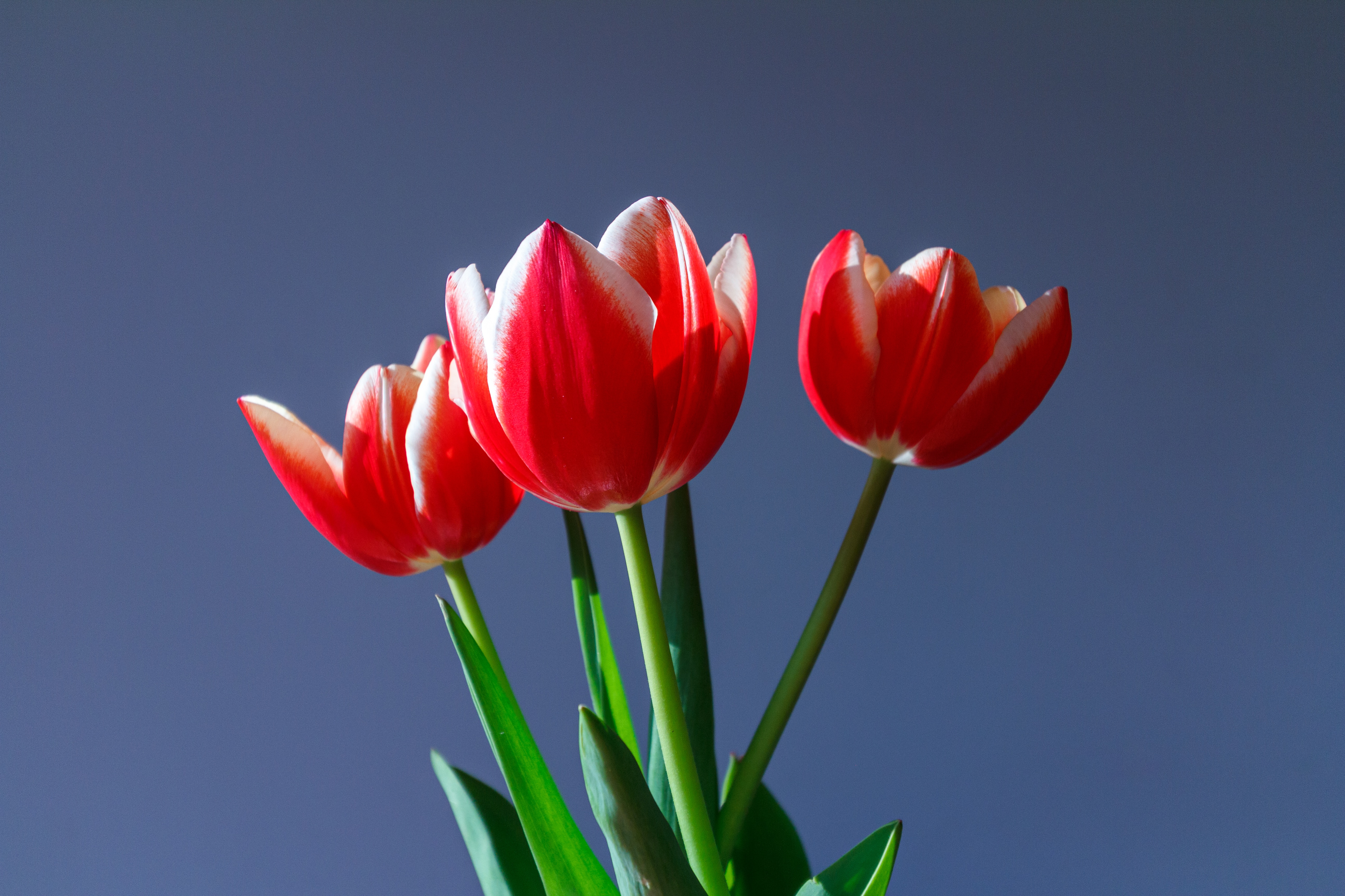 Красные тюльпаны на сером фоне