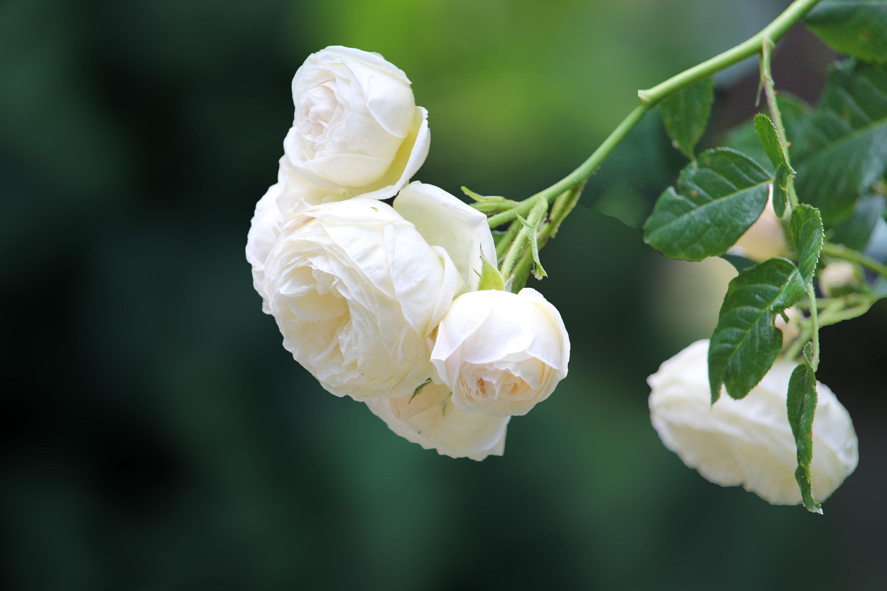 Куст белых роз