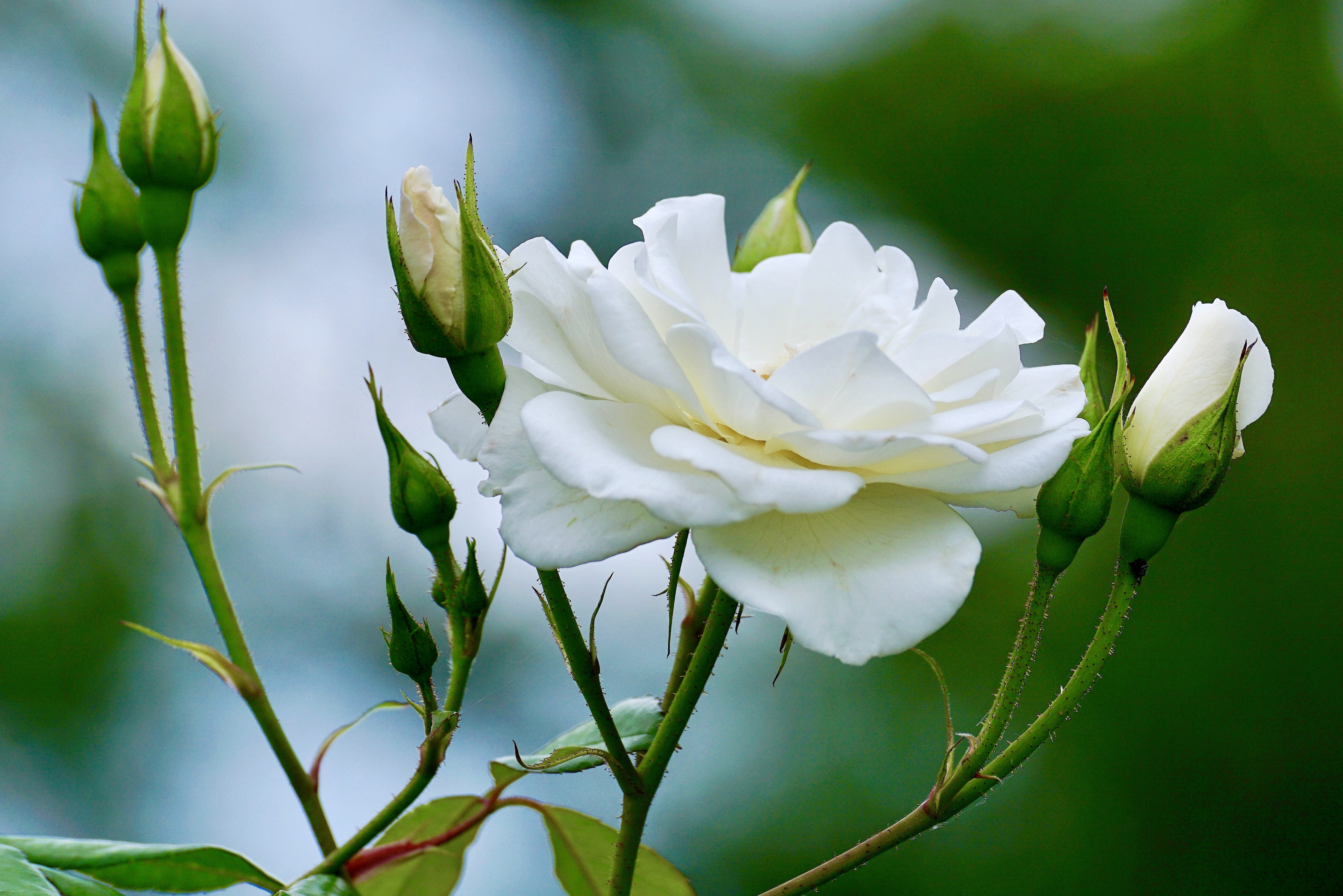 Красивые бутоны 1. Бутон белой розы.