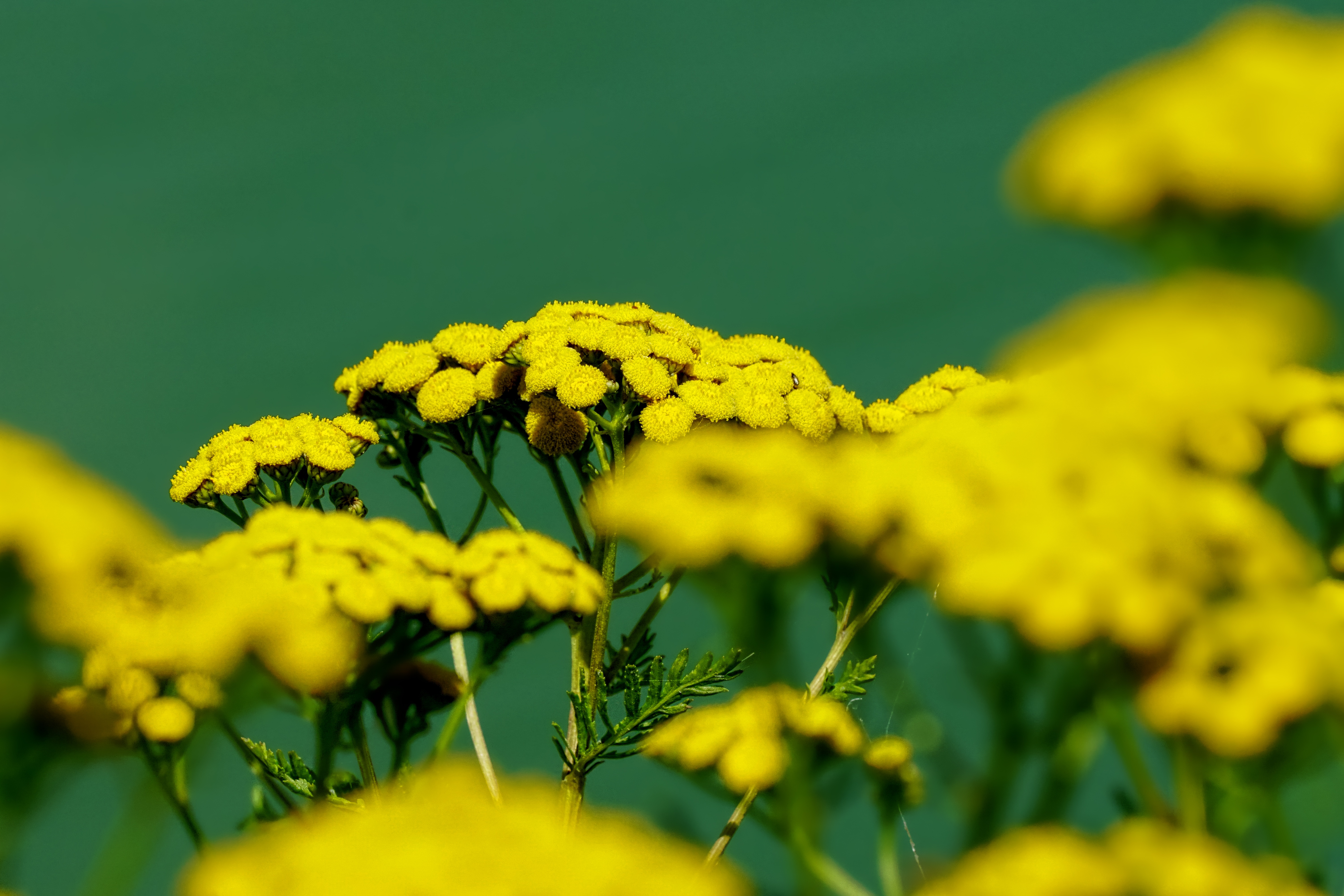 Желтые цветы полевые пижма