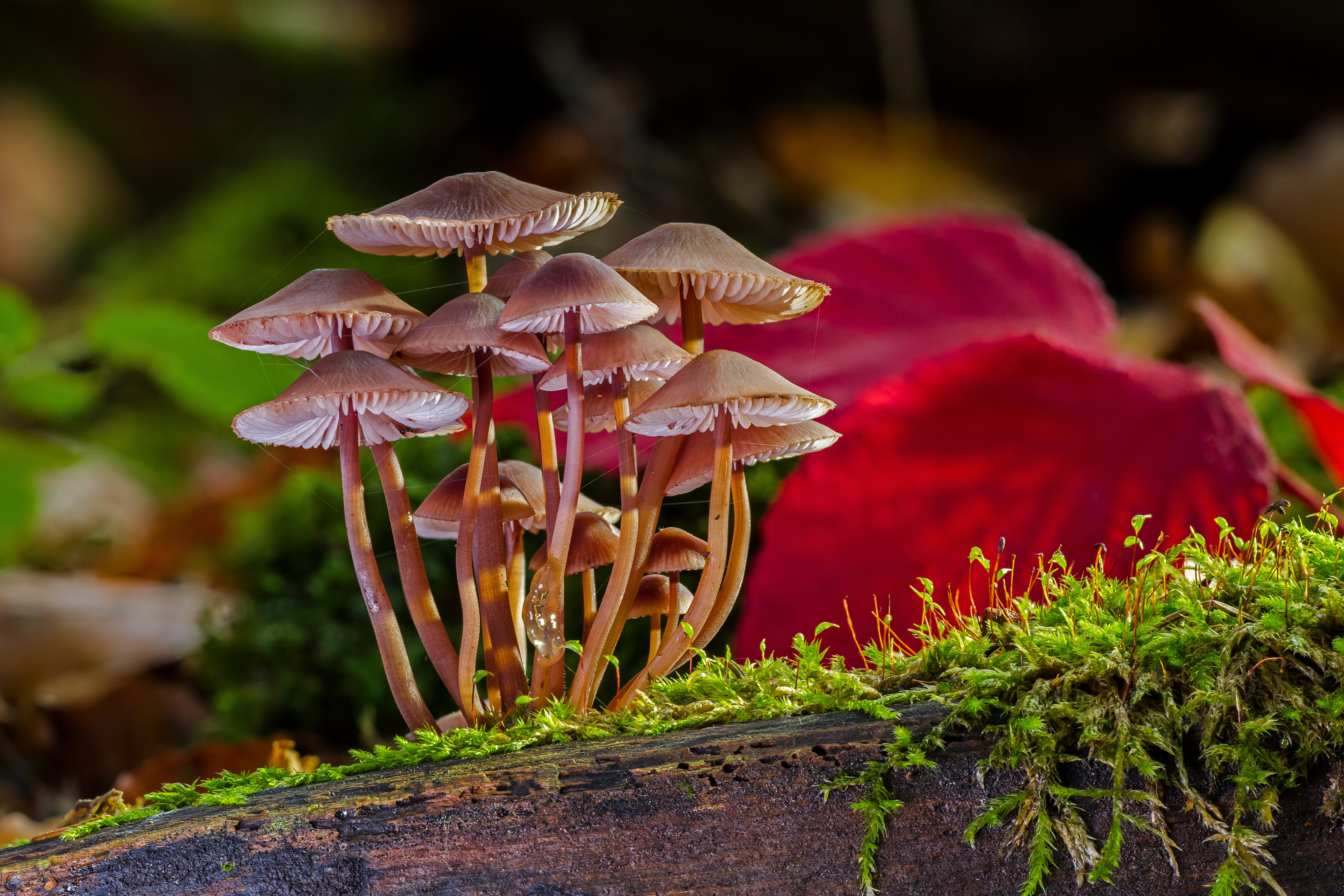 Mushroom. Машрумс грибы. Мицена волосистая. Микология грибы. Мицена красная.