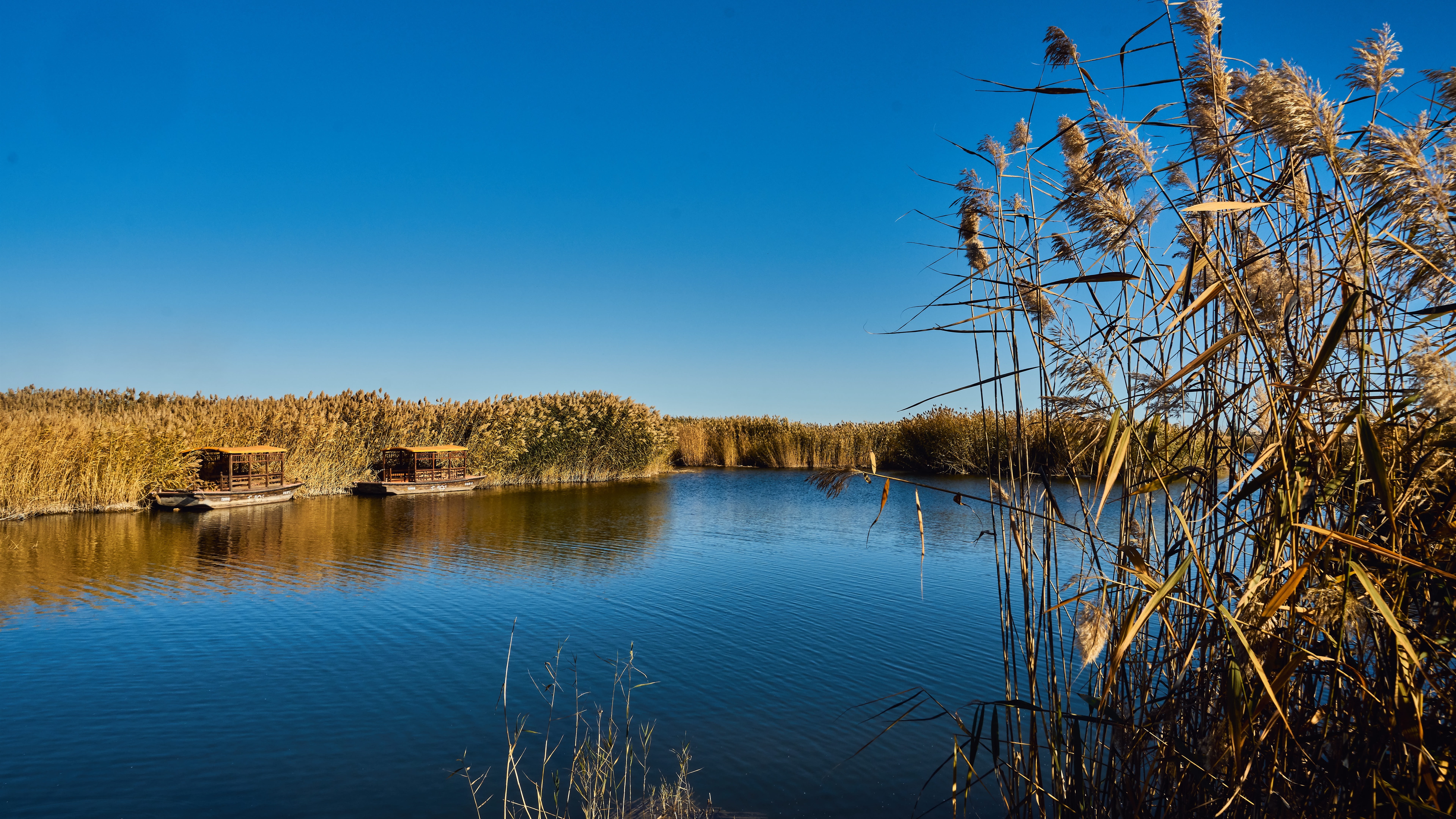 Золотое кольцо камыш. Камыш-Самарские озёра. Озерный камыш Астрахань. Западно-Казахстанская область камыш-Самарские озера. Бердск озеро камыш мост.